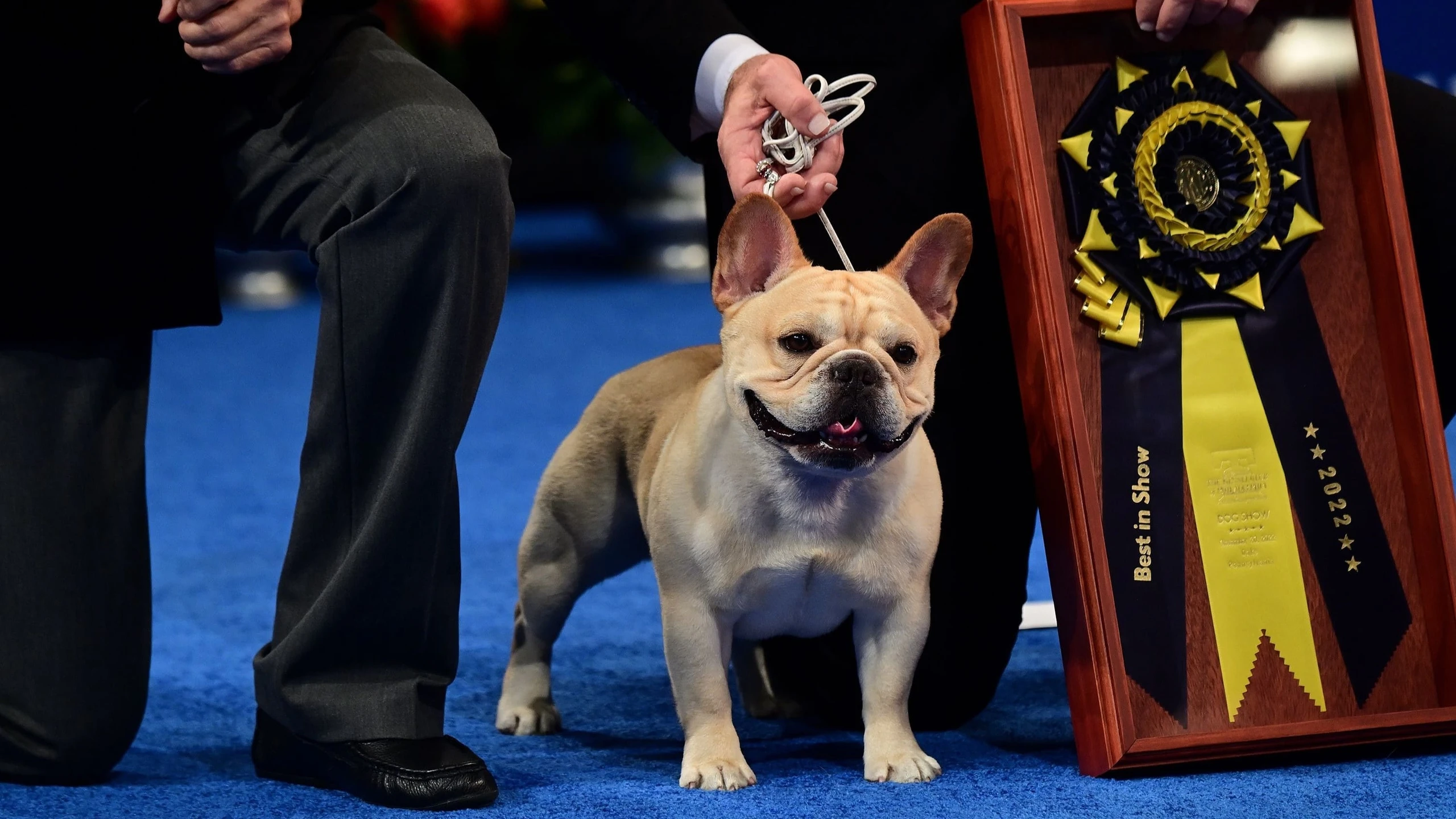 National Dog Show Presented by Purina