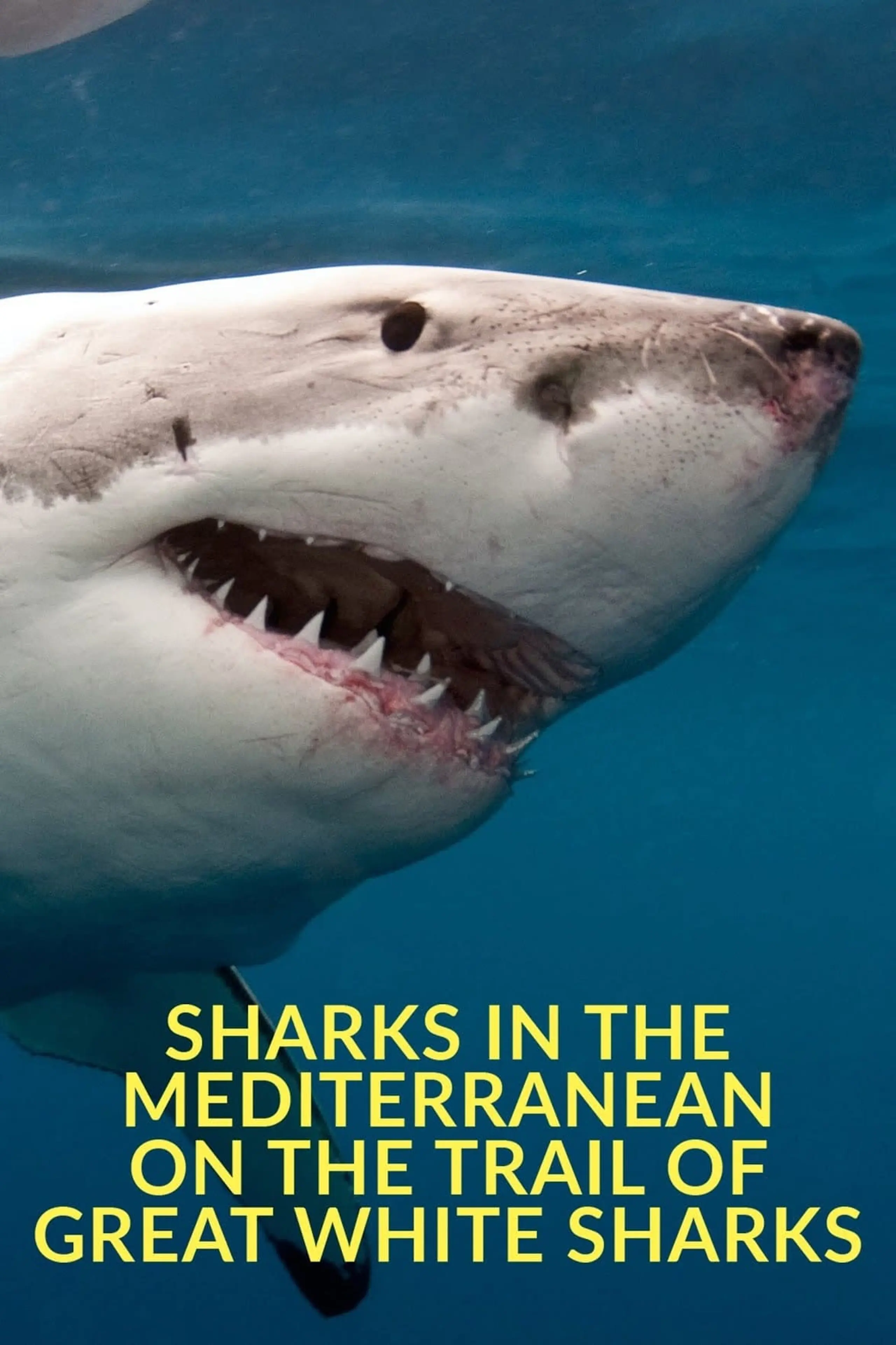 Sharks in the Mediterranean: On the Trail of Great White Sharks