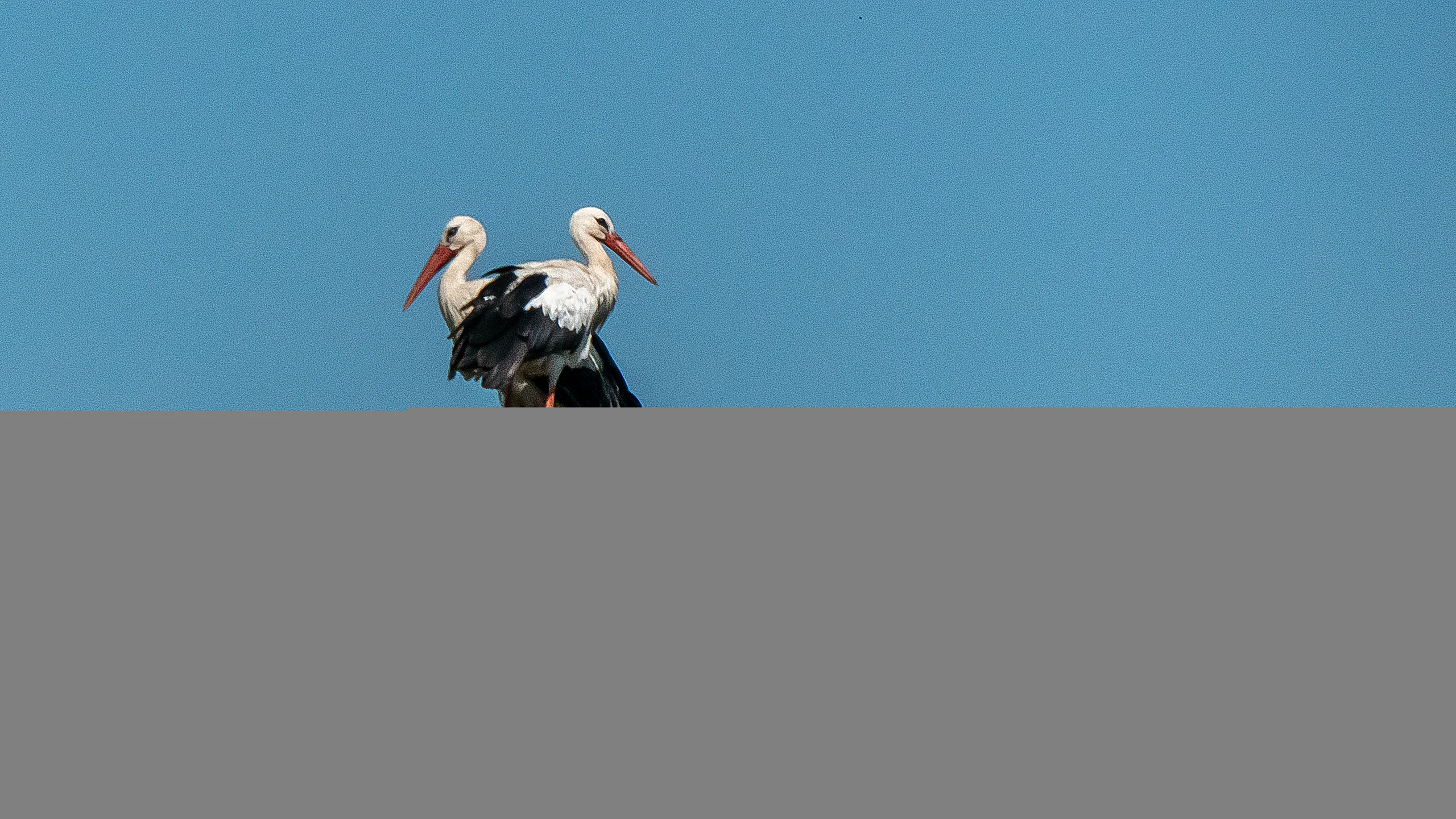 Blurred image background