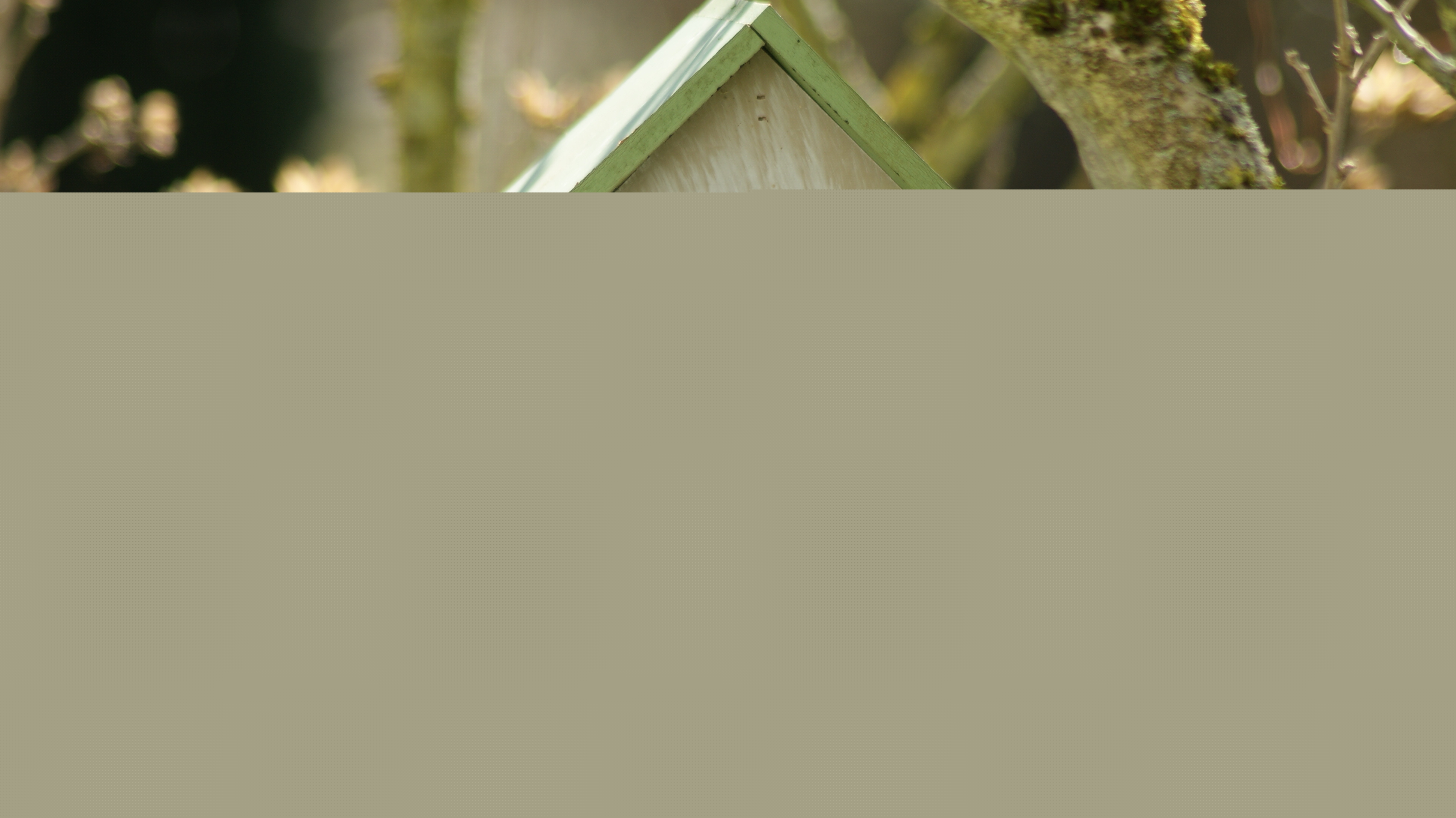 Blurred image background