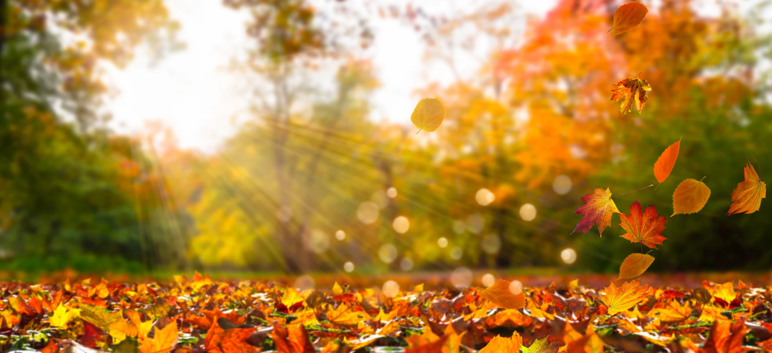 Blurred image background