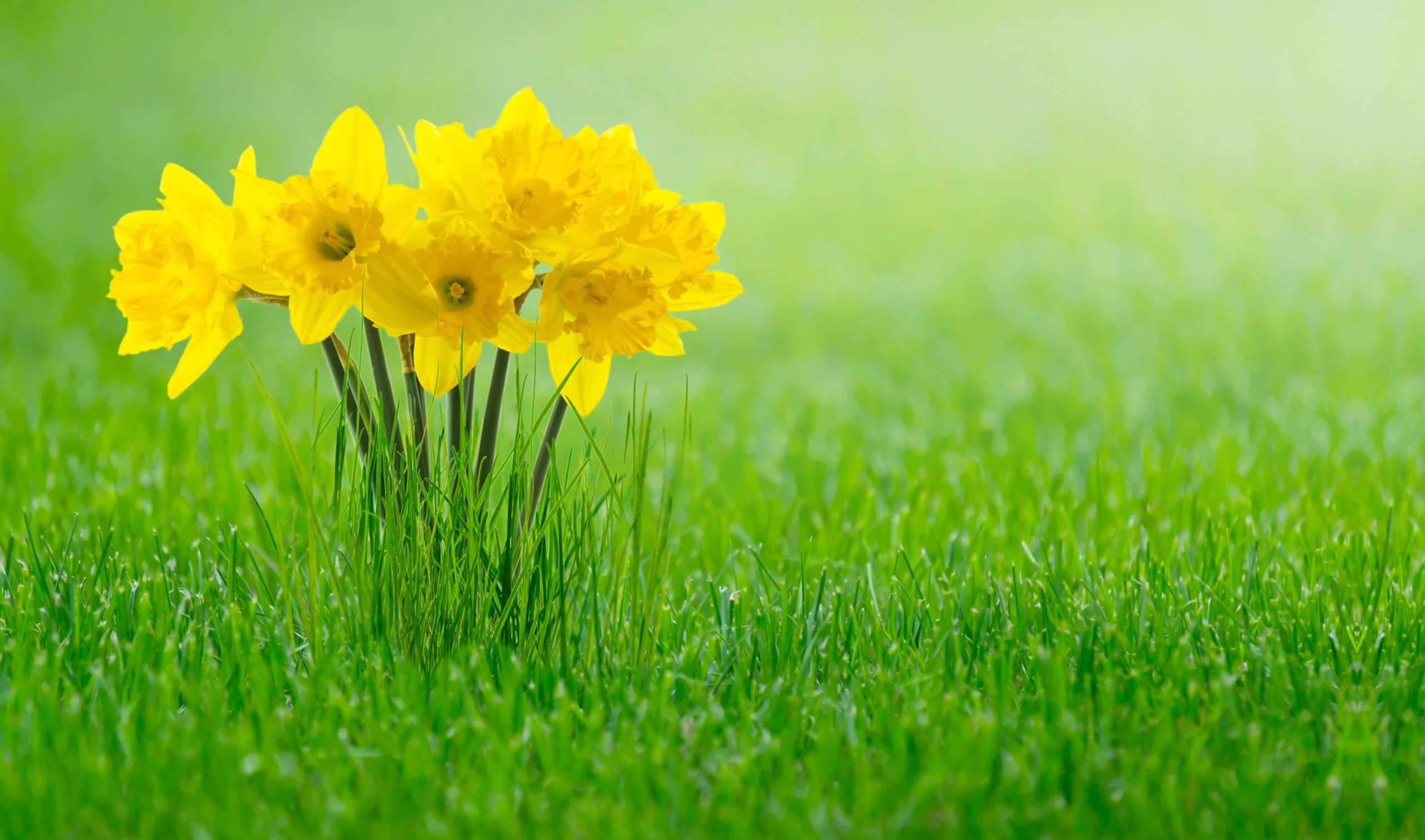 Blurred image background