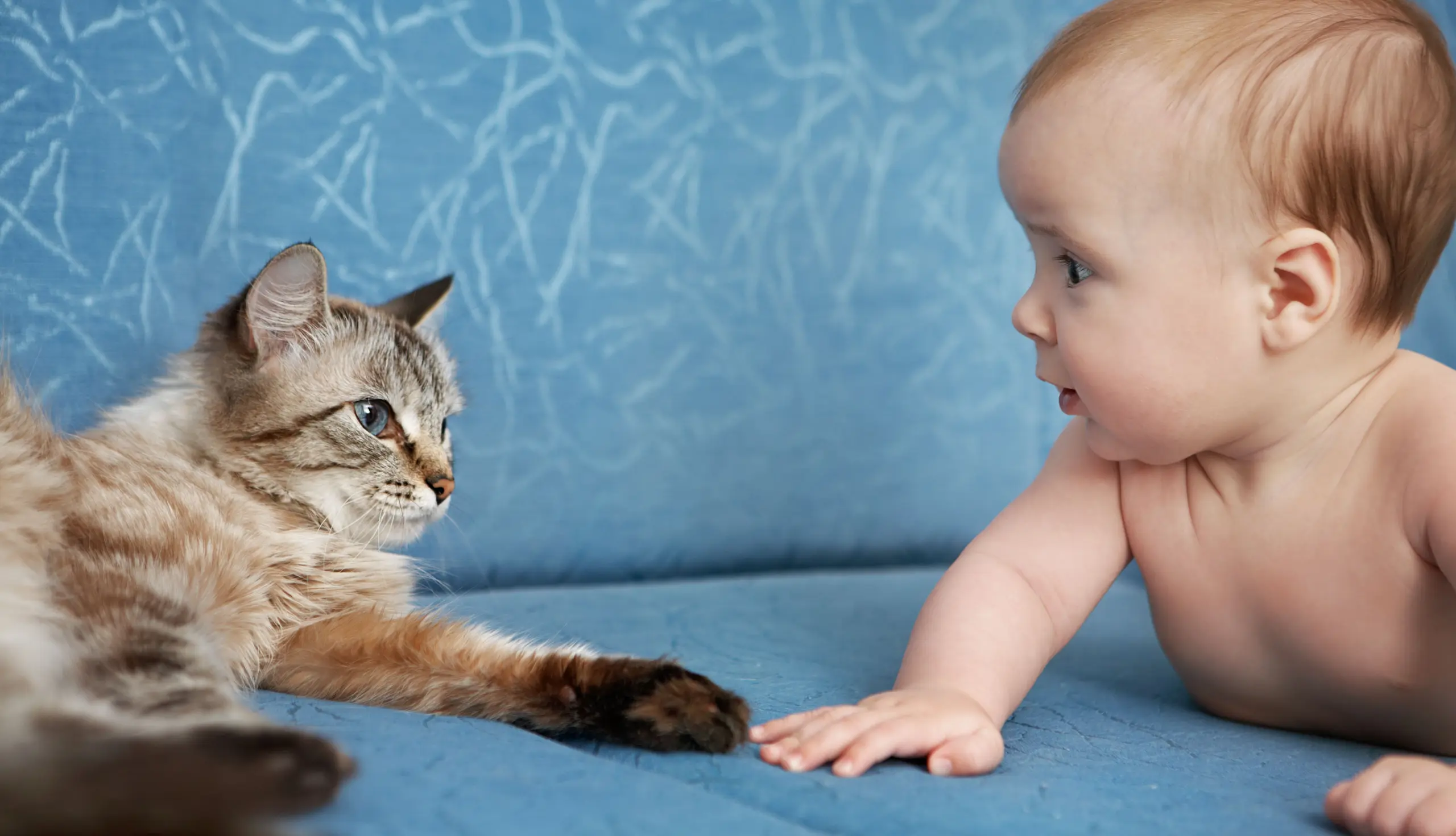 Katze und Baby