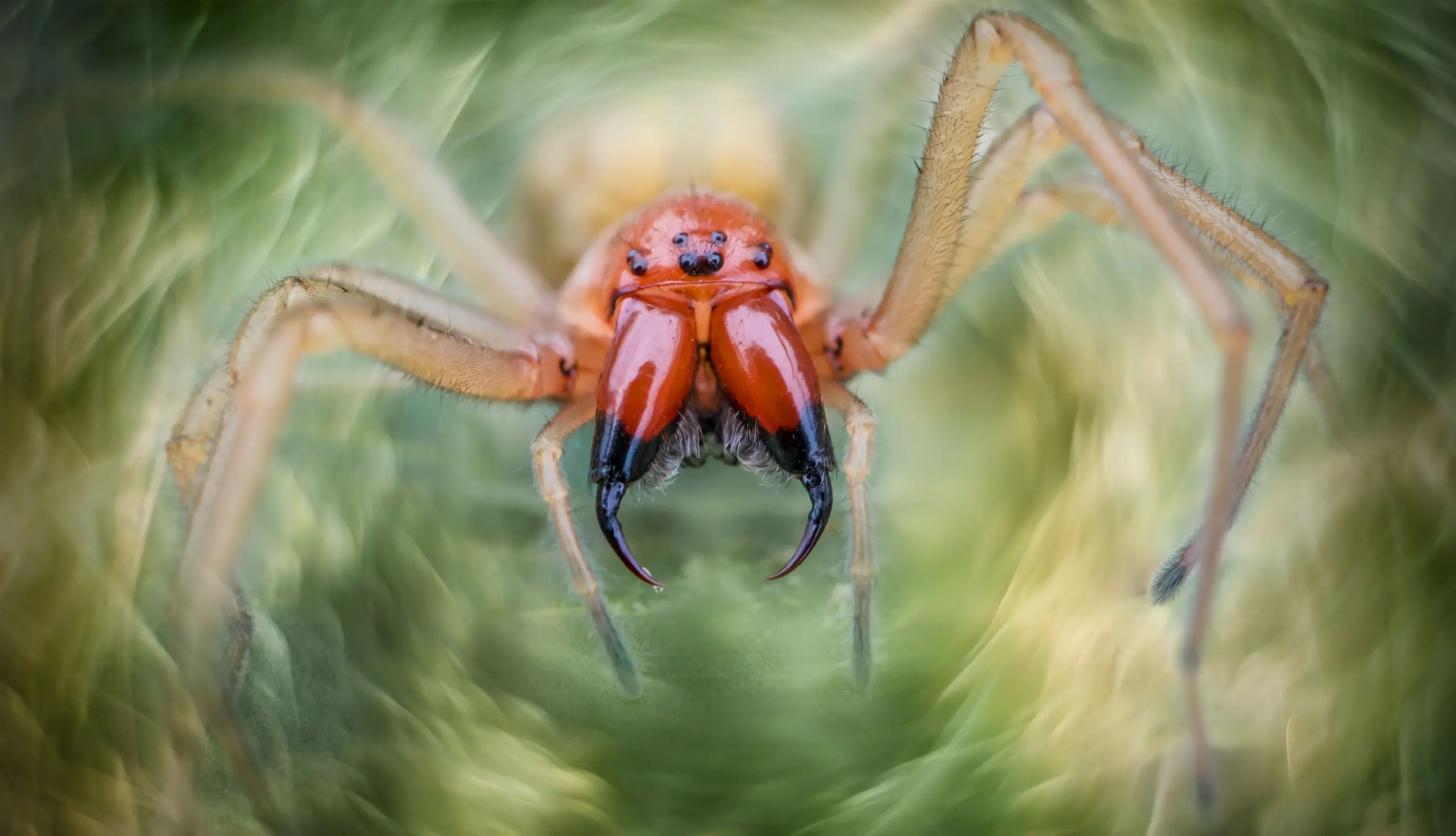 Dornfingerspinne