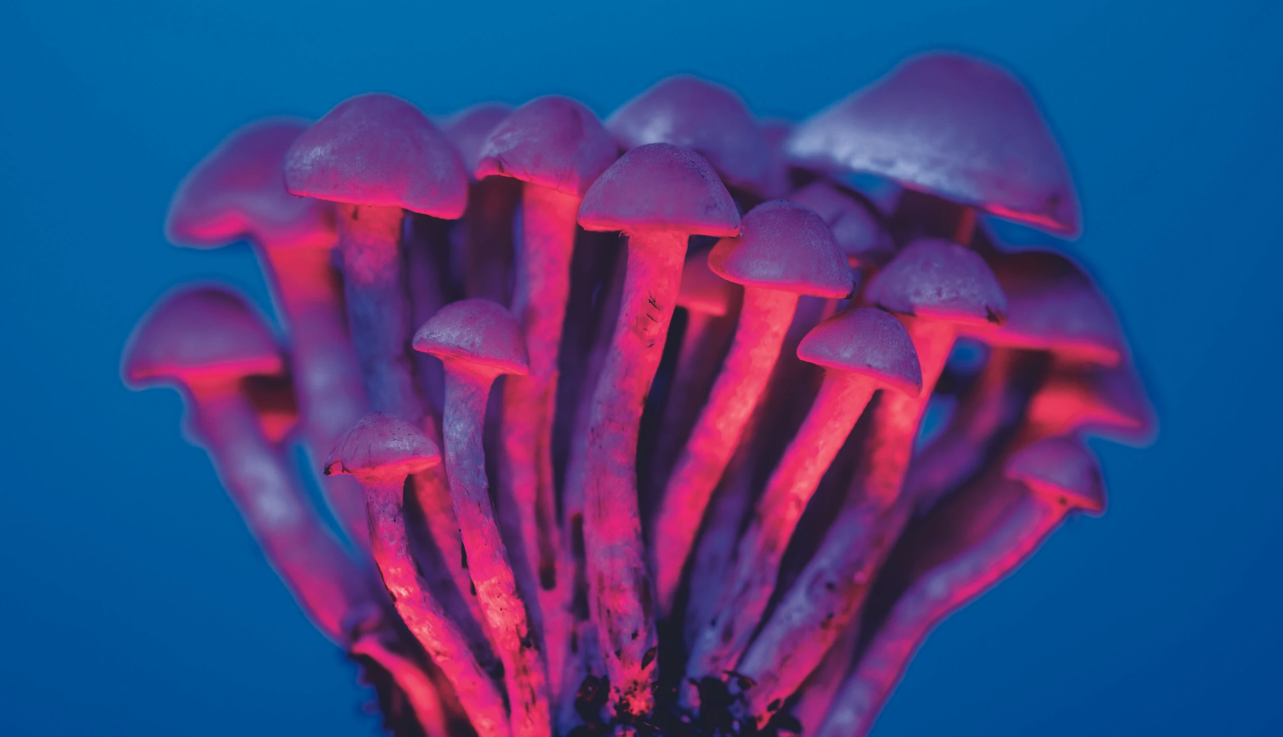 Magic Mushrooms