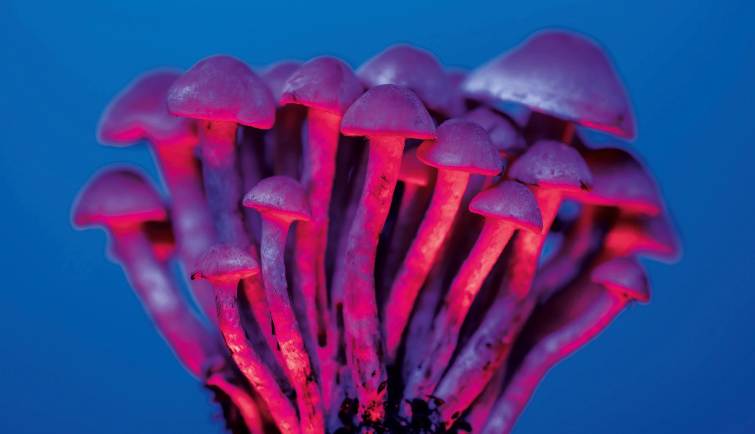 Magic Mushrooms