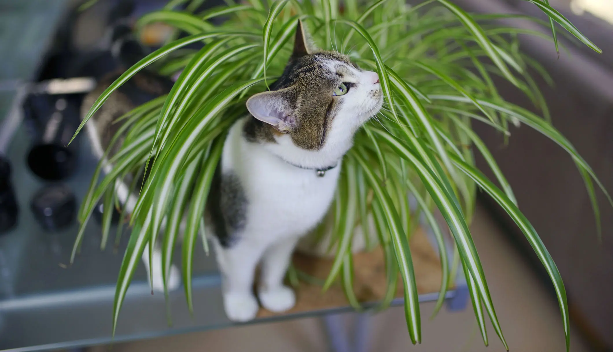 Diese Pflanzen sind für Katzen giftig [Bilder]