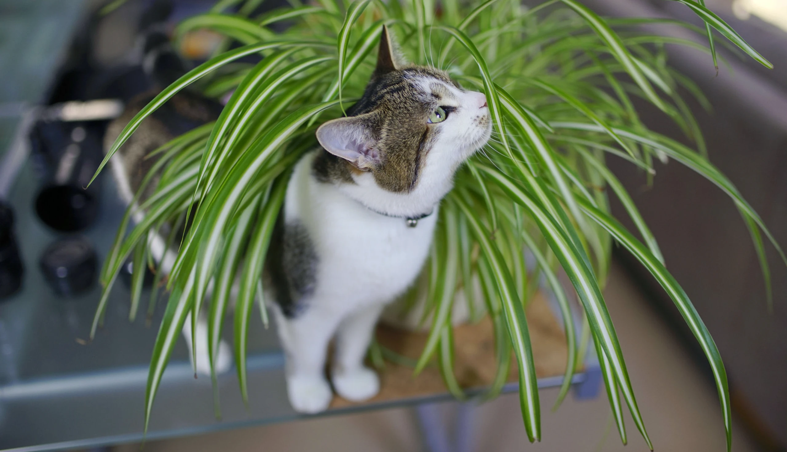 Diese Pflanzen sind für Katzen giftig [Bilder]
