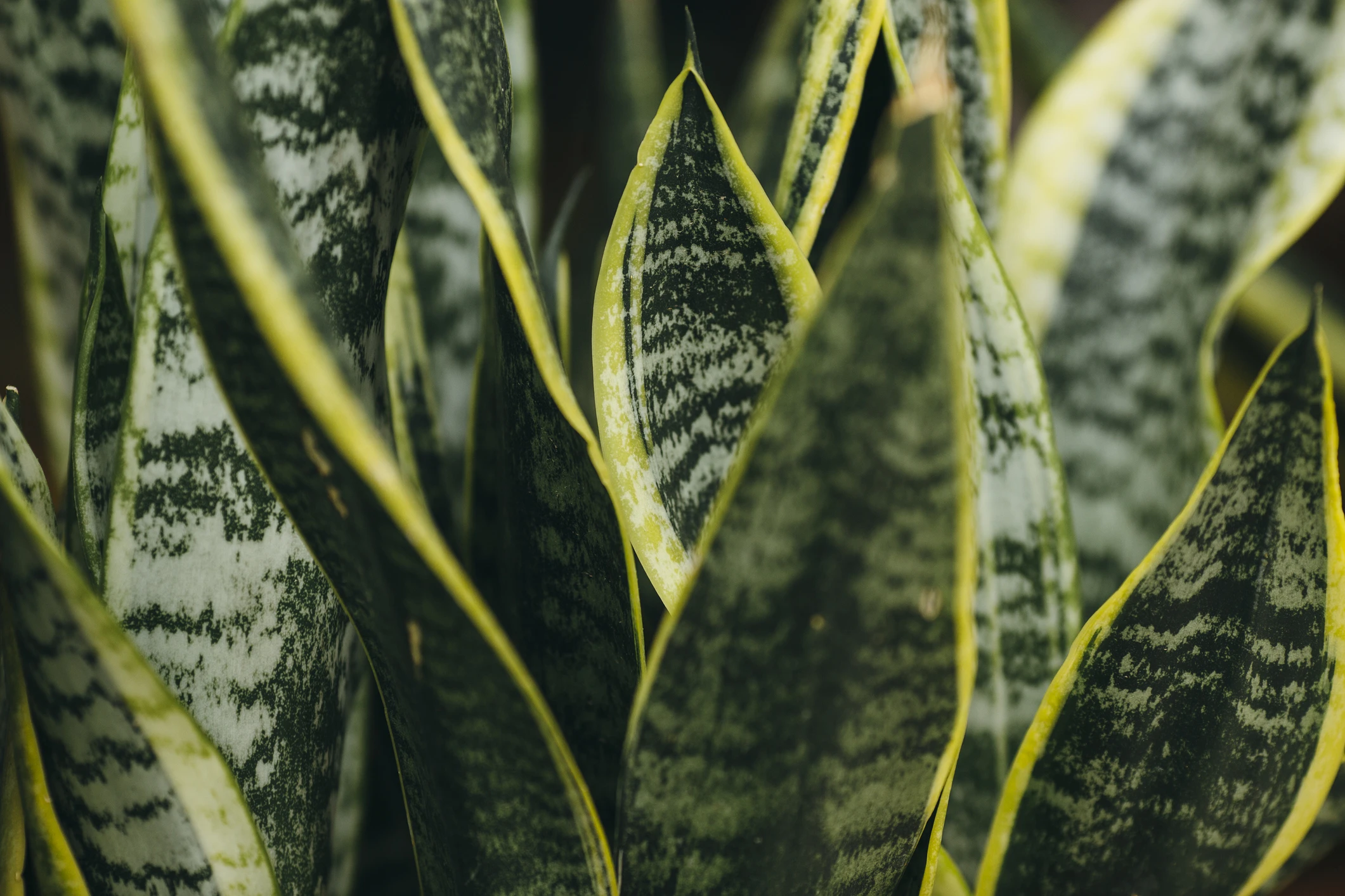 Blurred image background