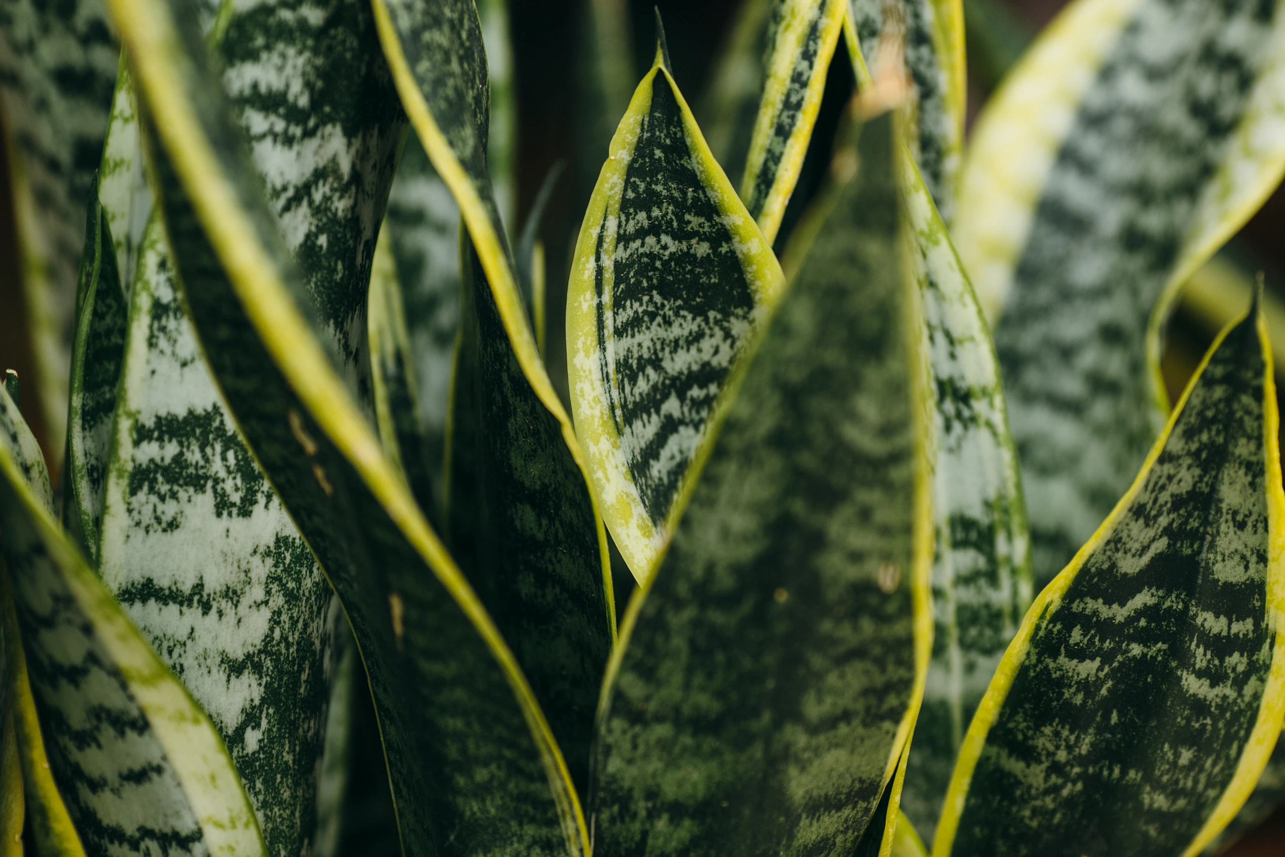 Blurred image background