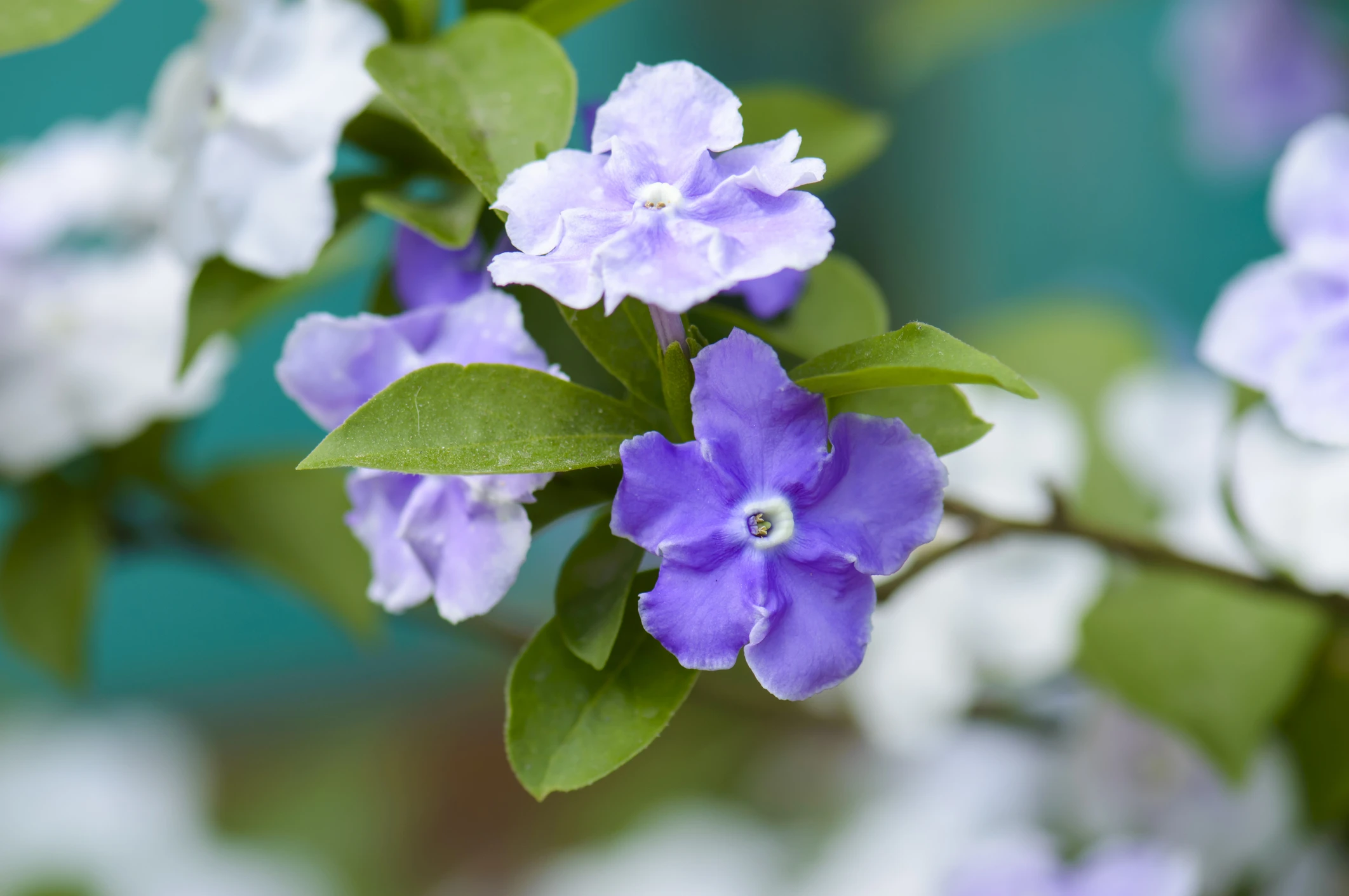 Blurred image background