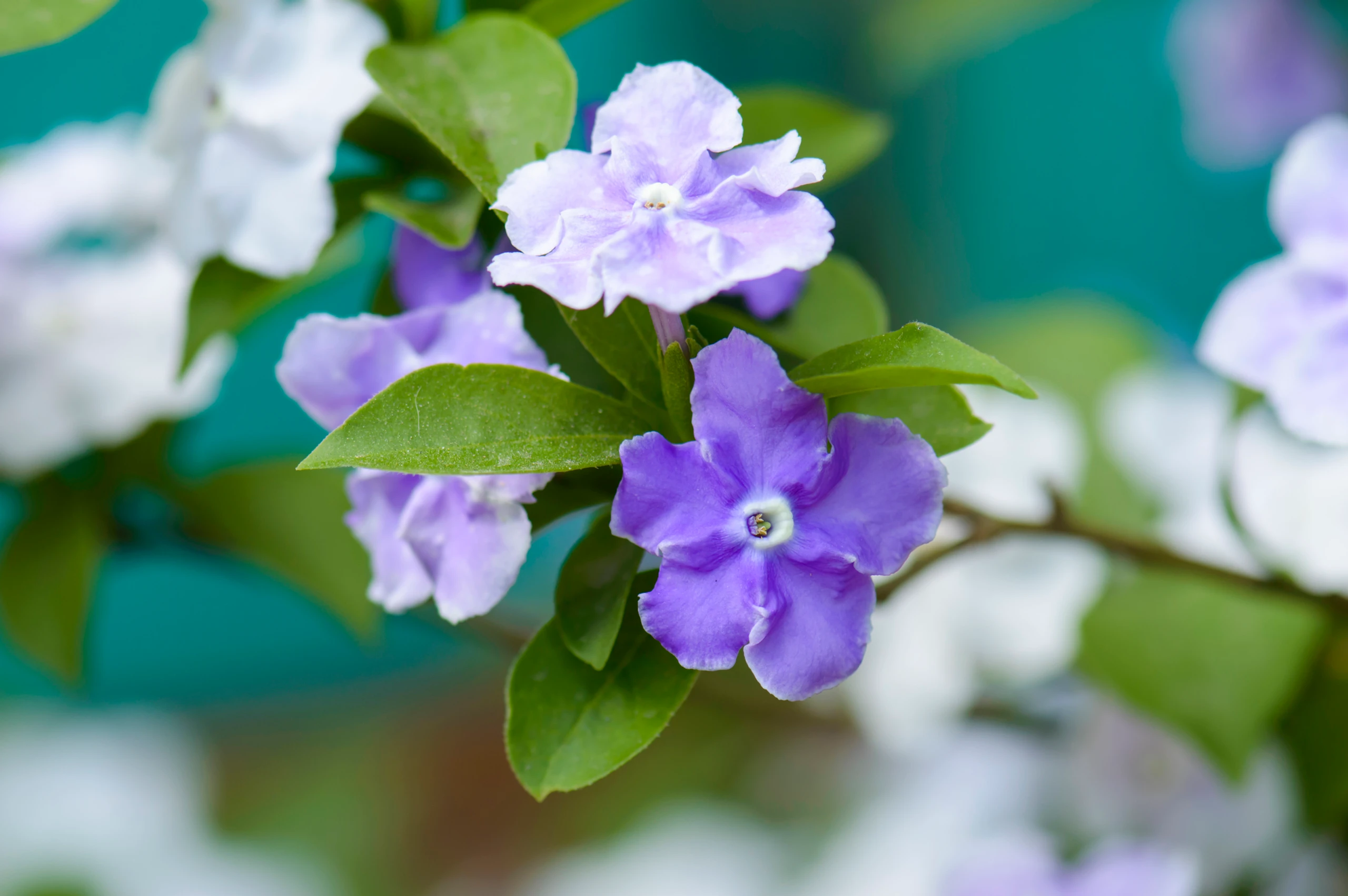 Blurred image background