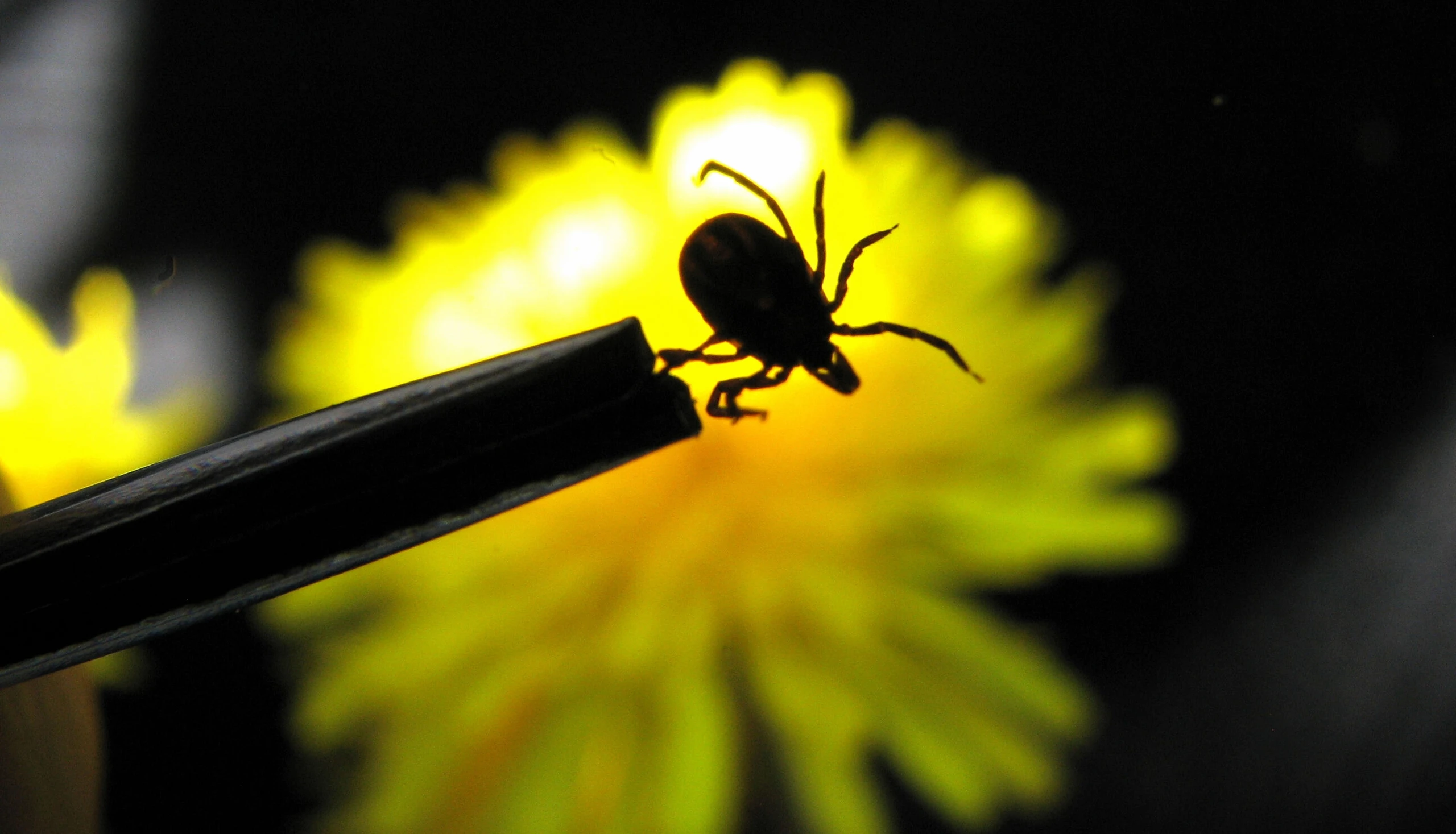 Zecken können Borreliose übertragen.