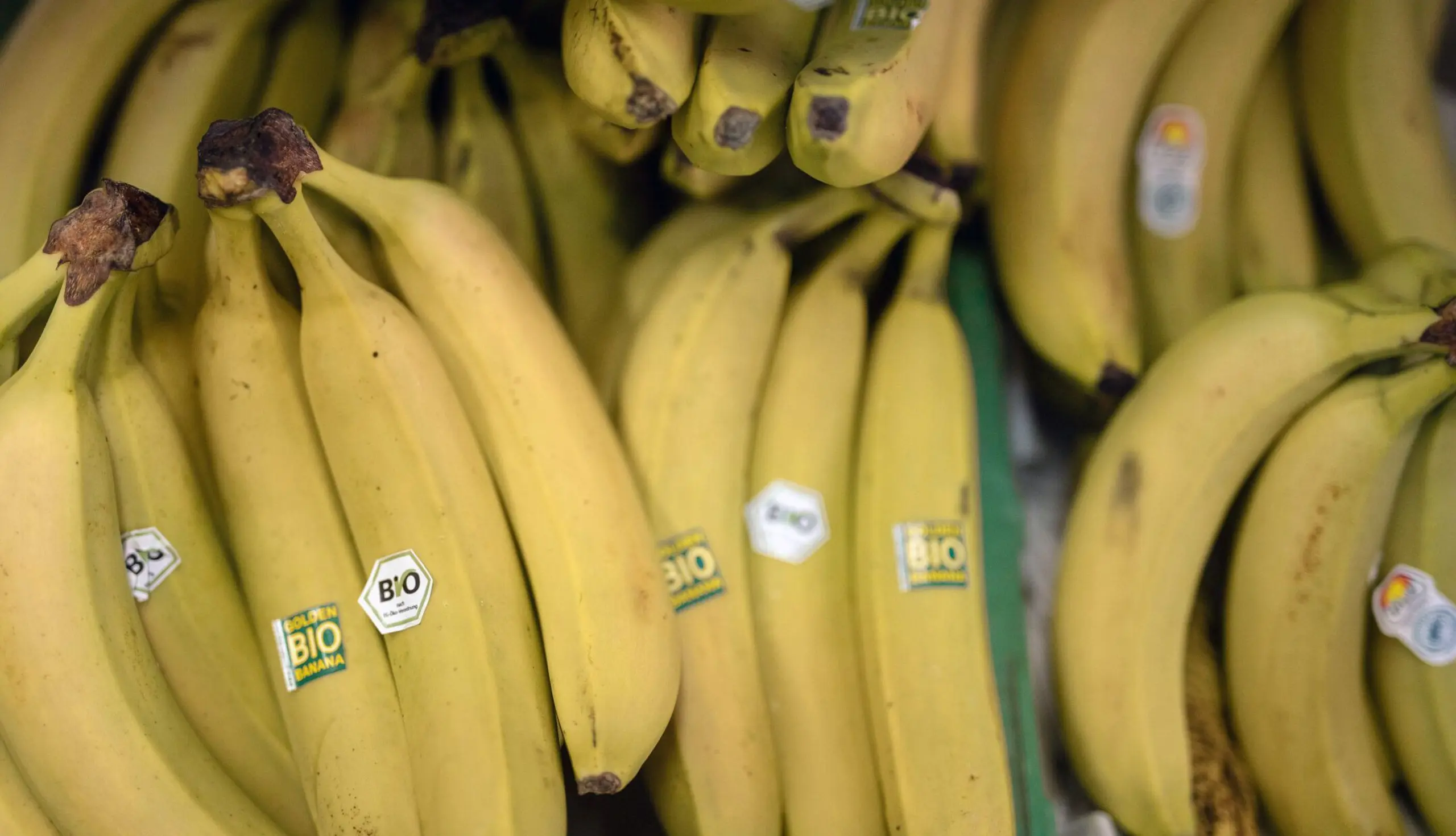 Frische Bananen in einer Transportkiste