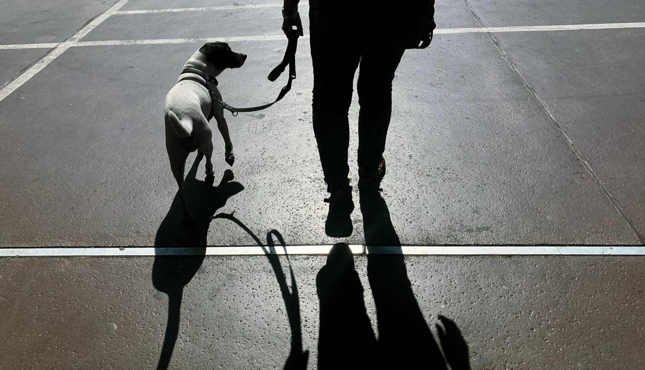 Besitzer mit seinem Hund auf dem Weg zum Tierarzt(Symbolbild)