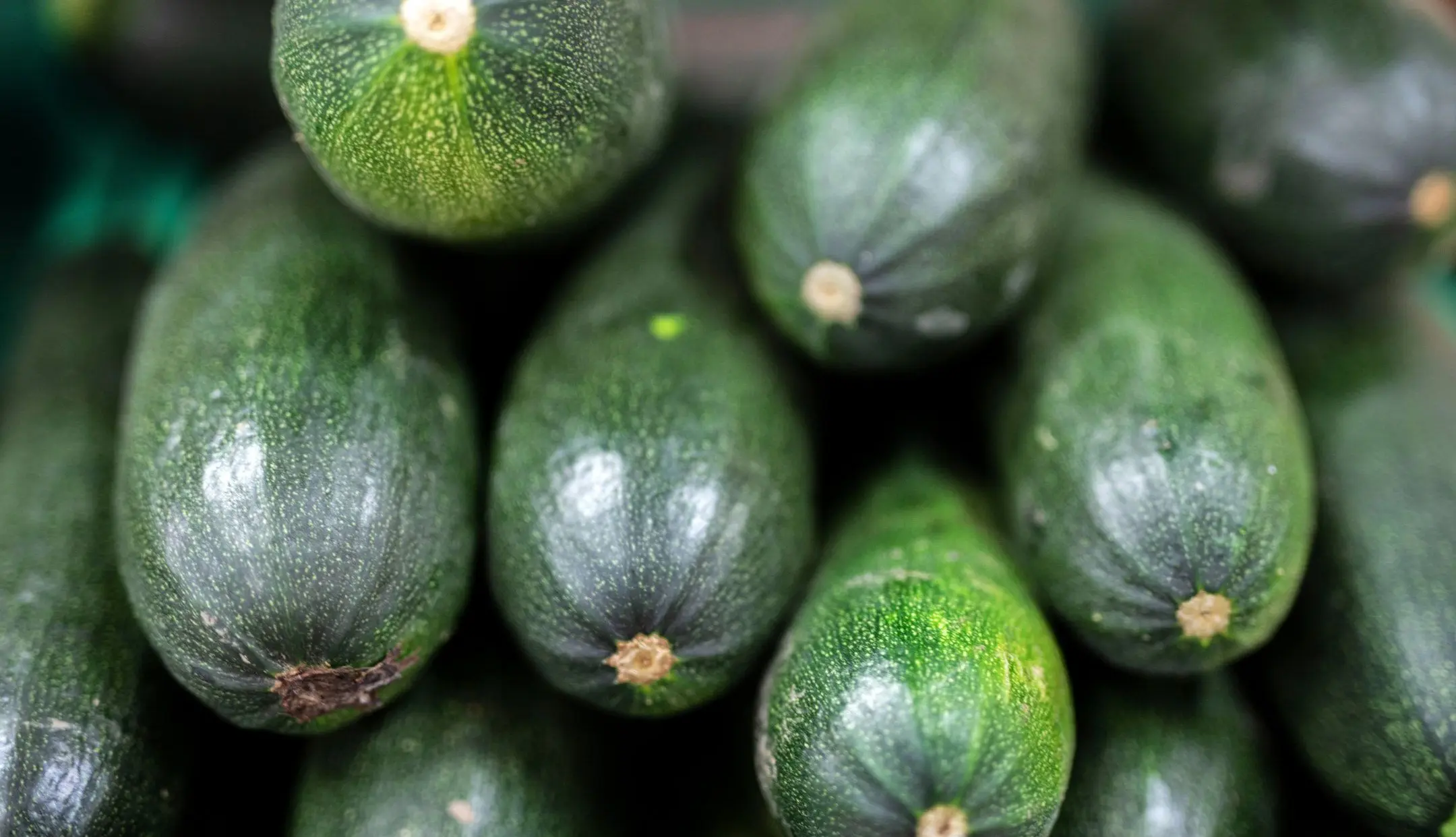 Zucchini