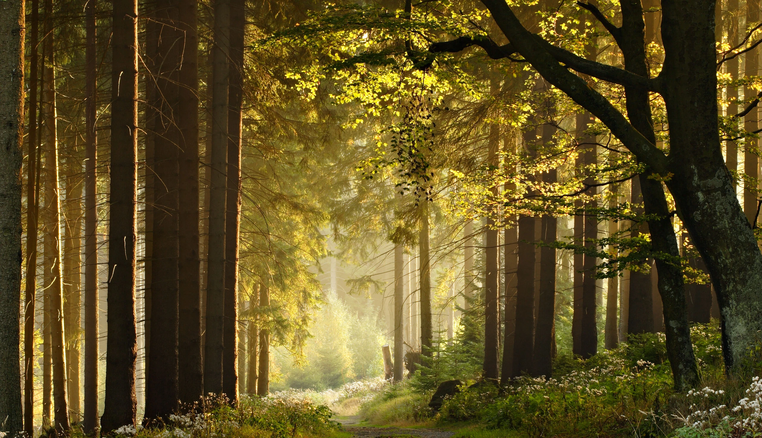 Waldweg