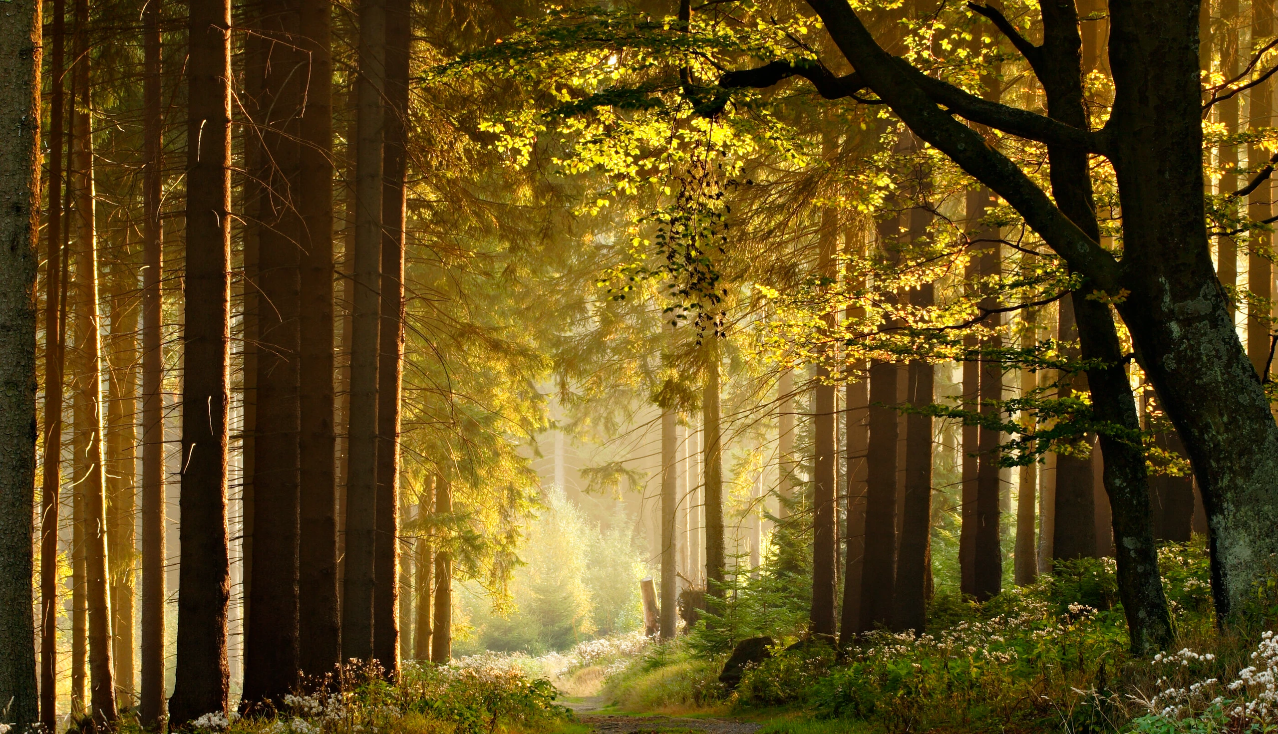 Waldweg