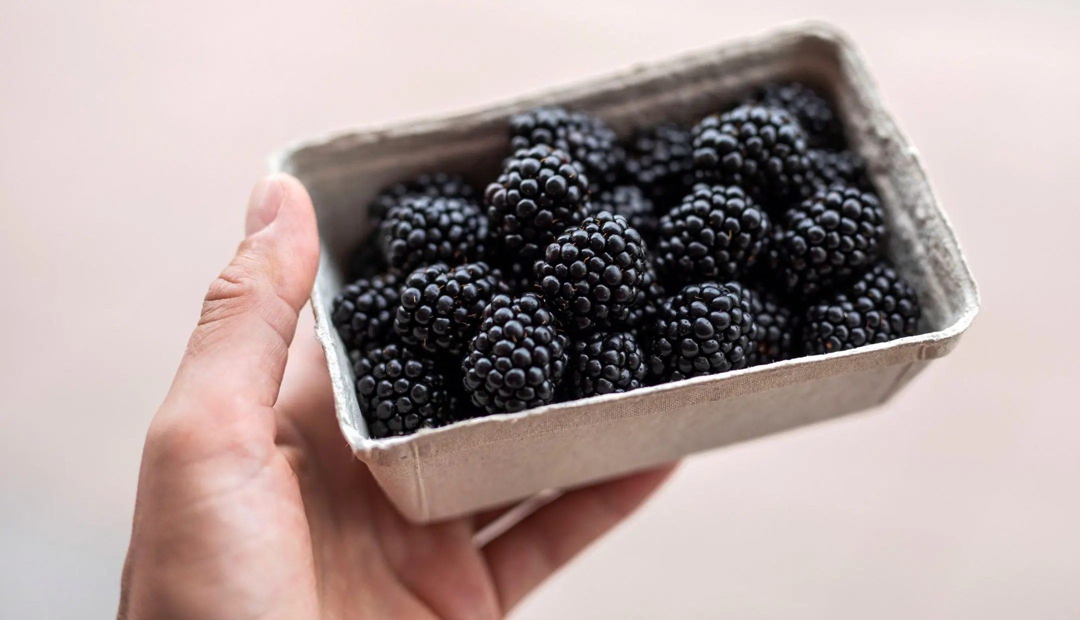Die Brombeere: Gesund von der Frucht bis zum Blatt im Essen &amp; als Hausmittel