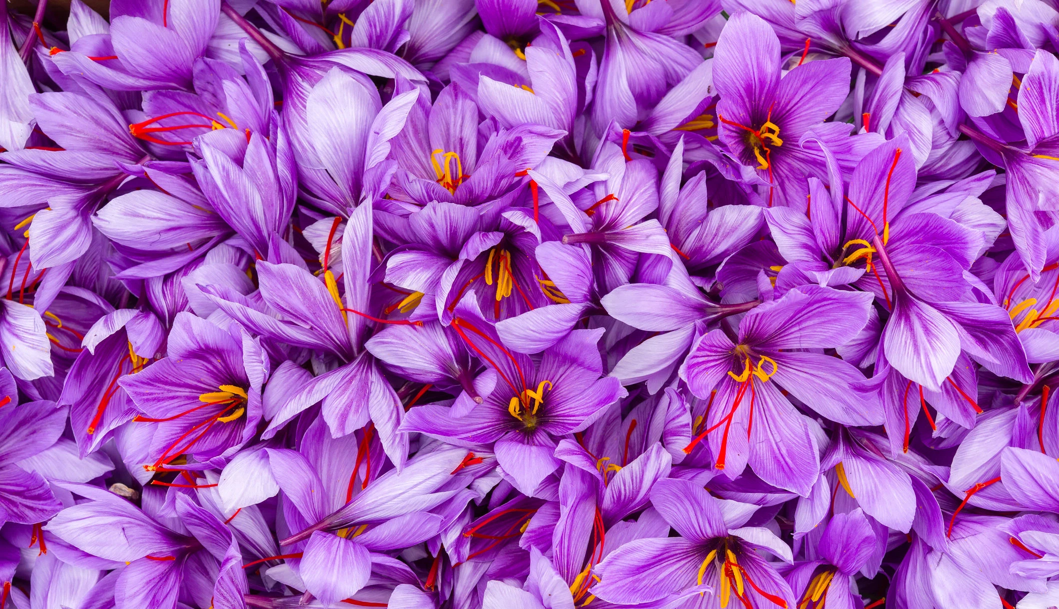 Safran-Blüten