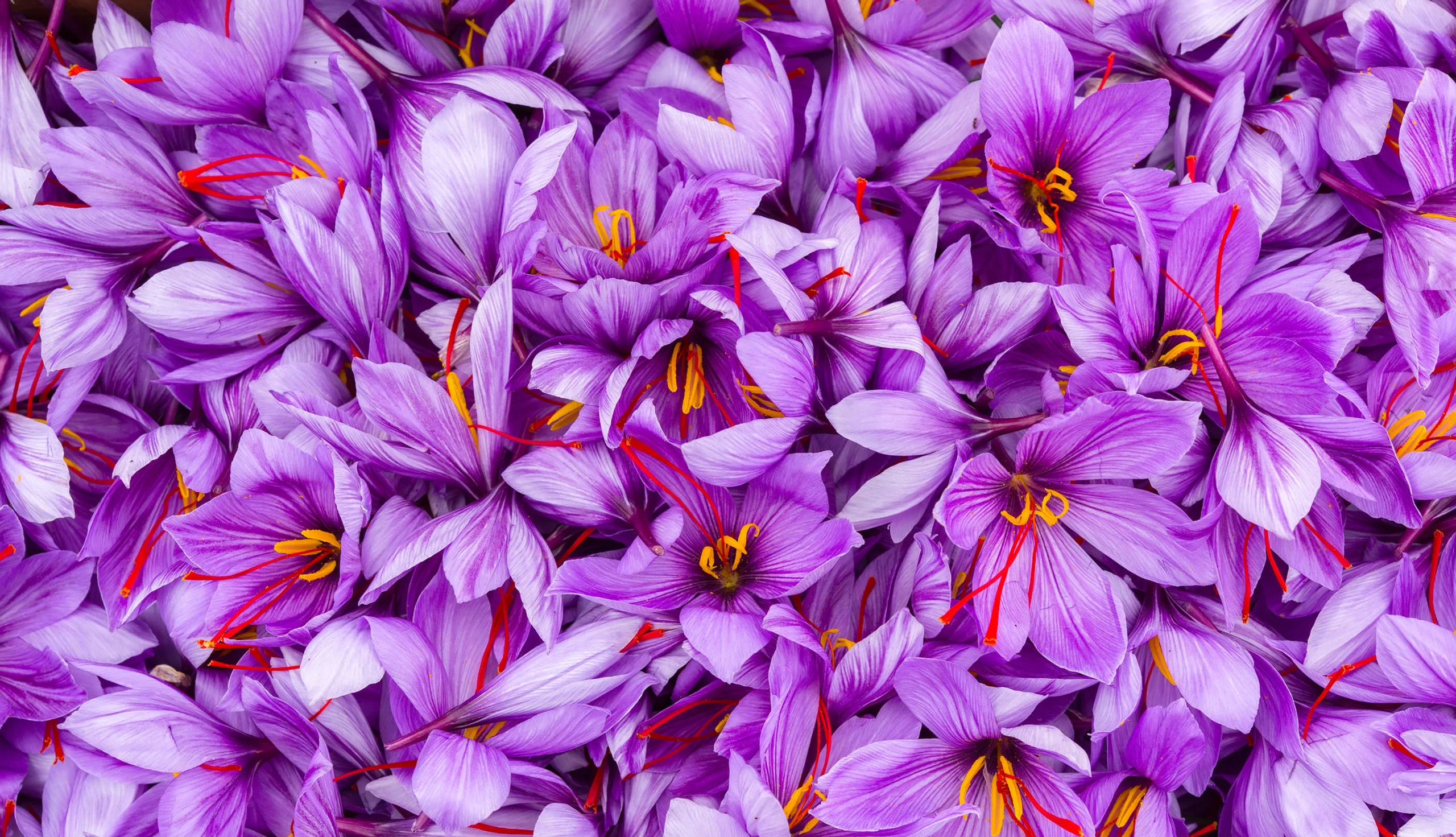 Safran-Blüten