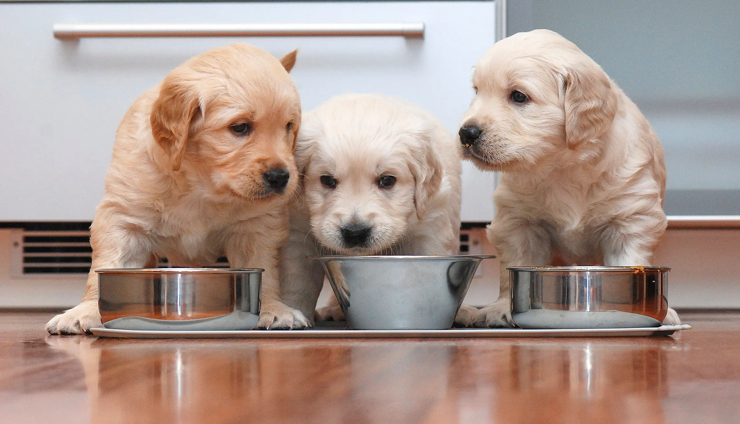 Hundewelpen: Die richtige Ernährung