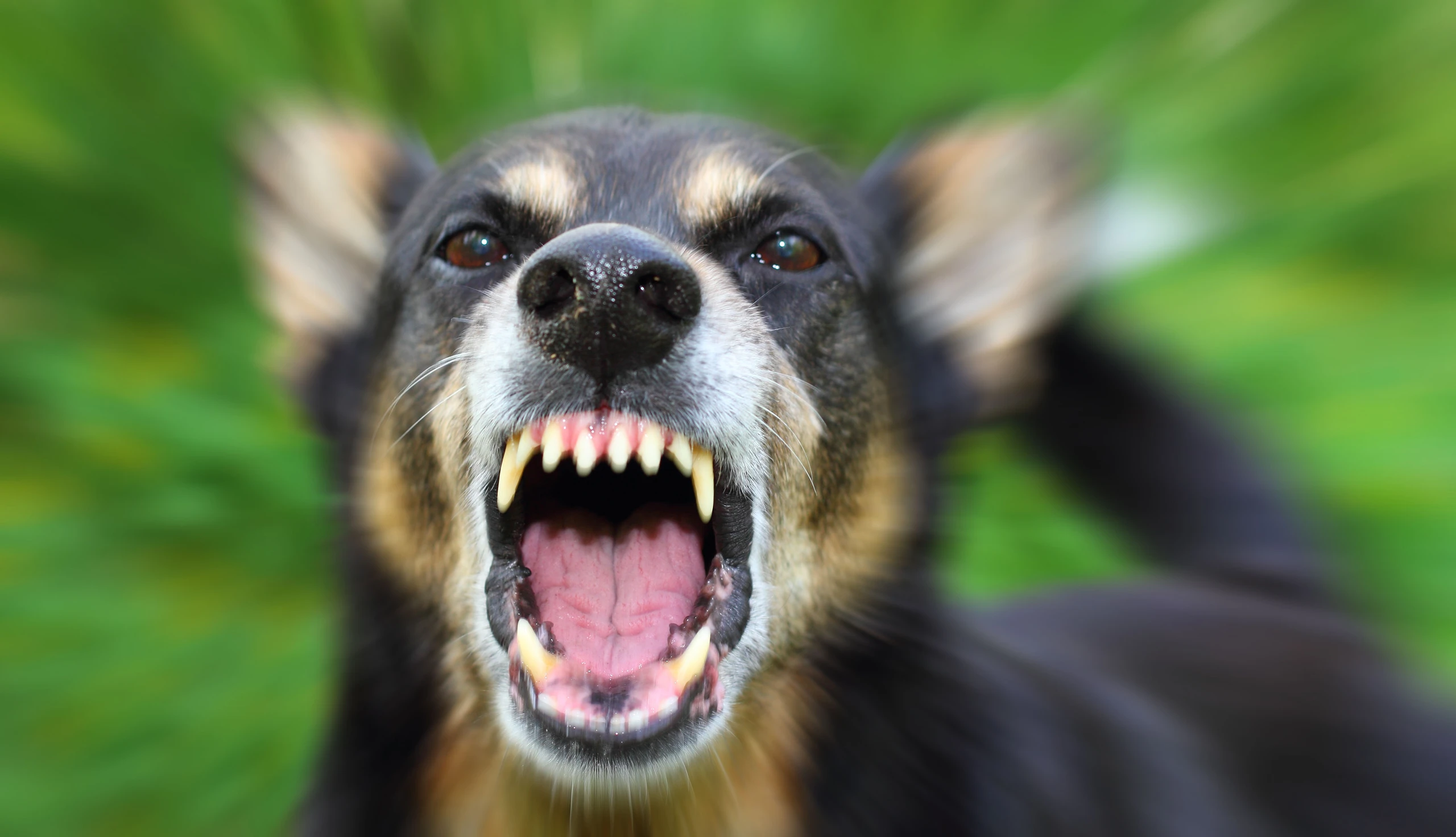 hund hundeangat