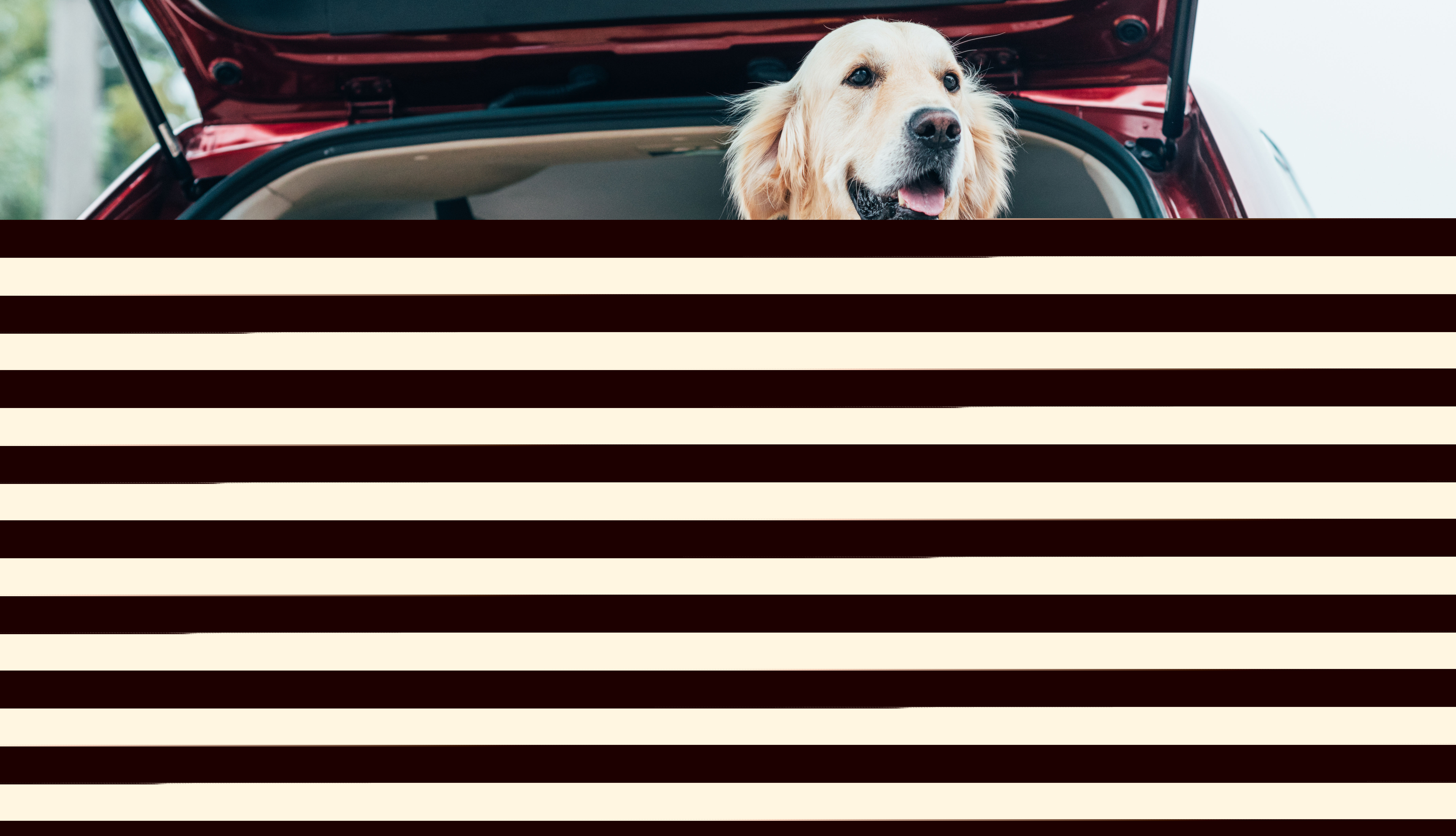 Haustier - Urlaub mit Hund: Die 10 hundefreundlichsten Hotels