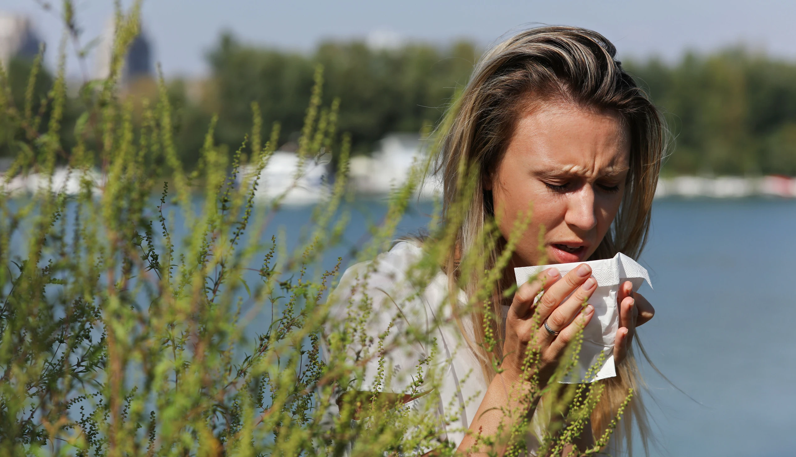 Ragweed (Ambrosia artemisiifolia) löst sehr oft Allergien aus