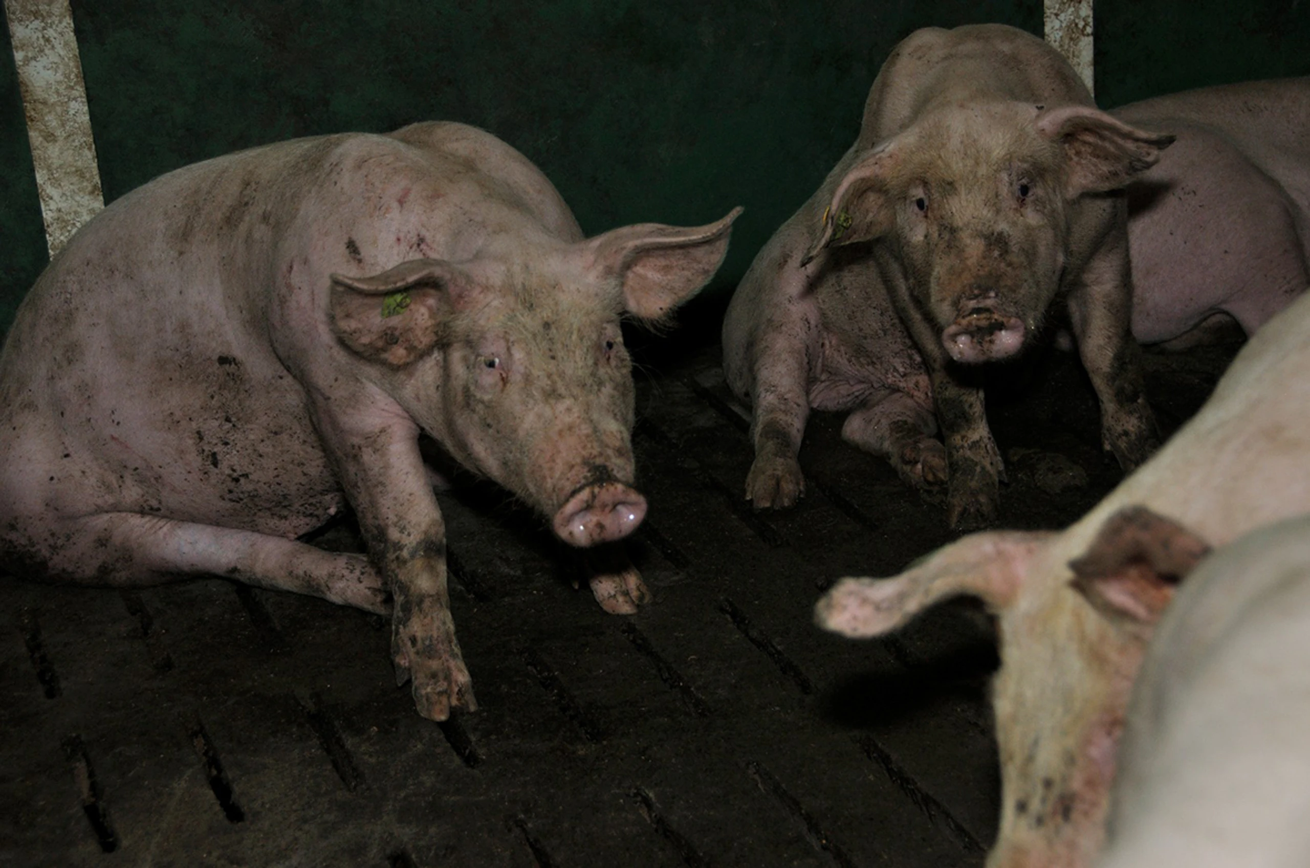 © VGT - VEREIN GEGEN TIERFABRIKEN Blurred image background