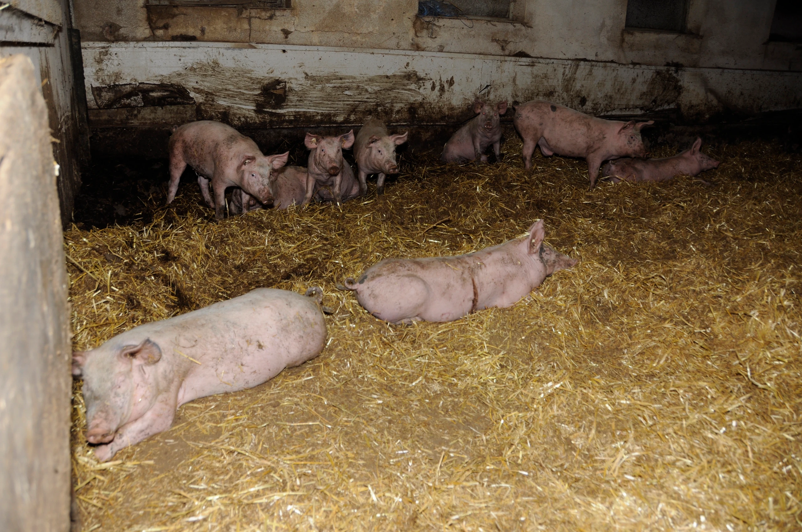 © VGT - VEREIN GEGEN TIERFABRIKEN Blurred image background