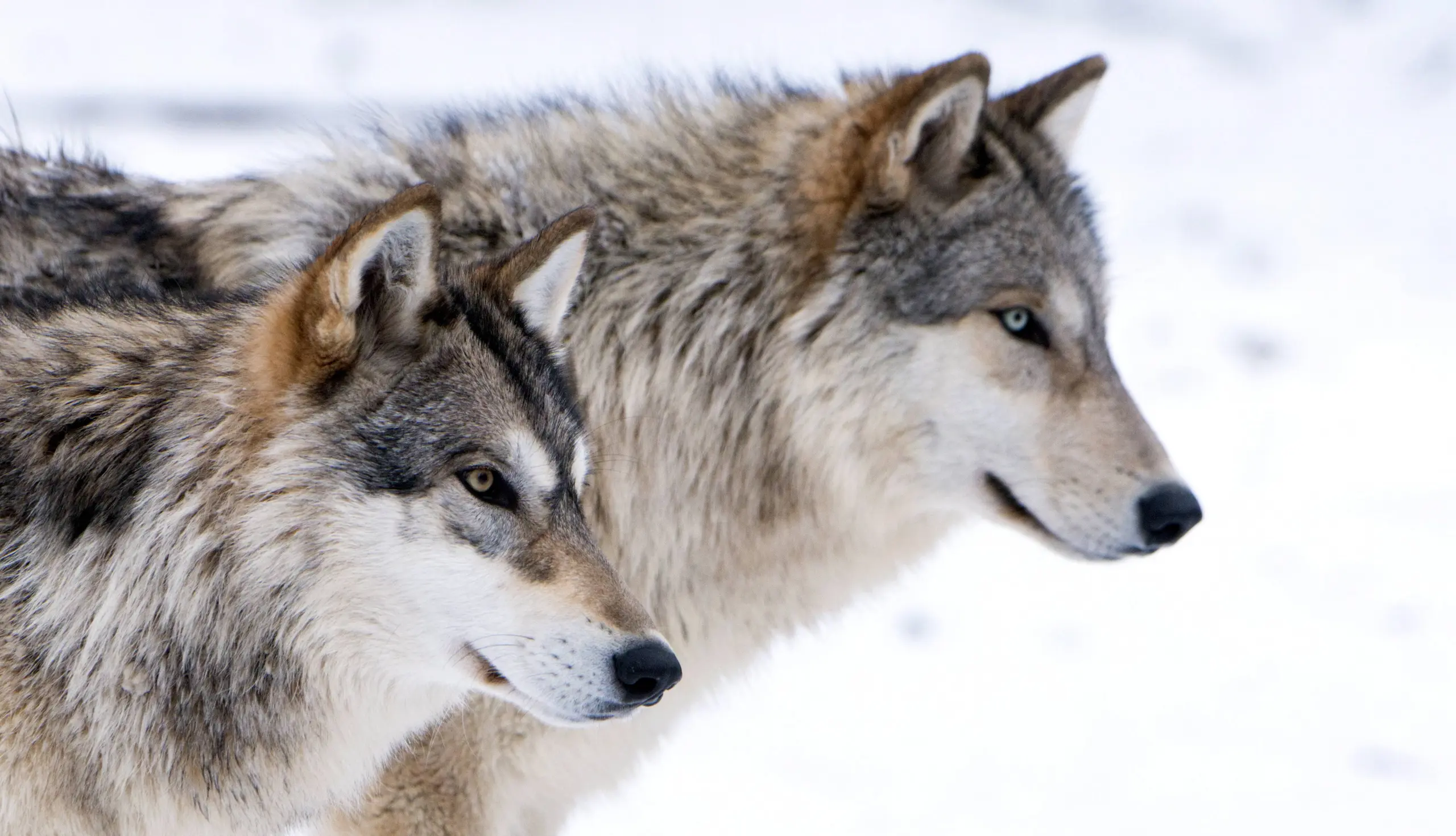 Ein besonderes Highlight des Wildparks Ernstbrunn: die Wolfsforschung.