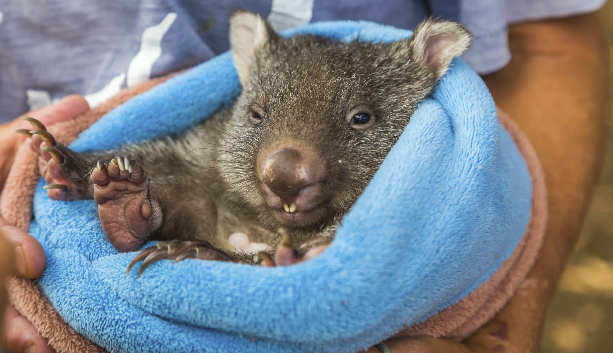 Junger Wombat