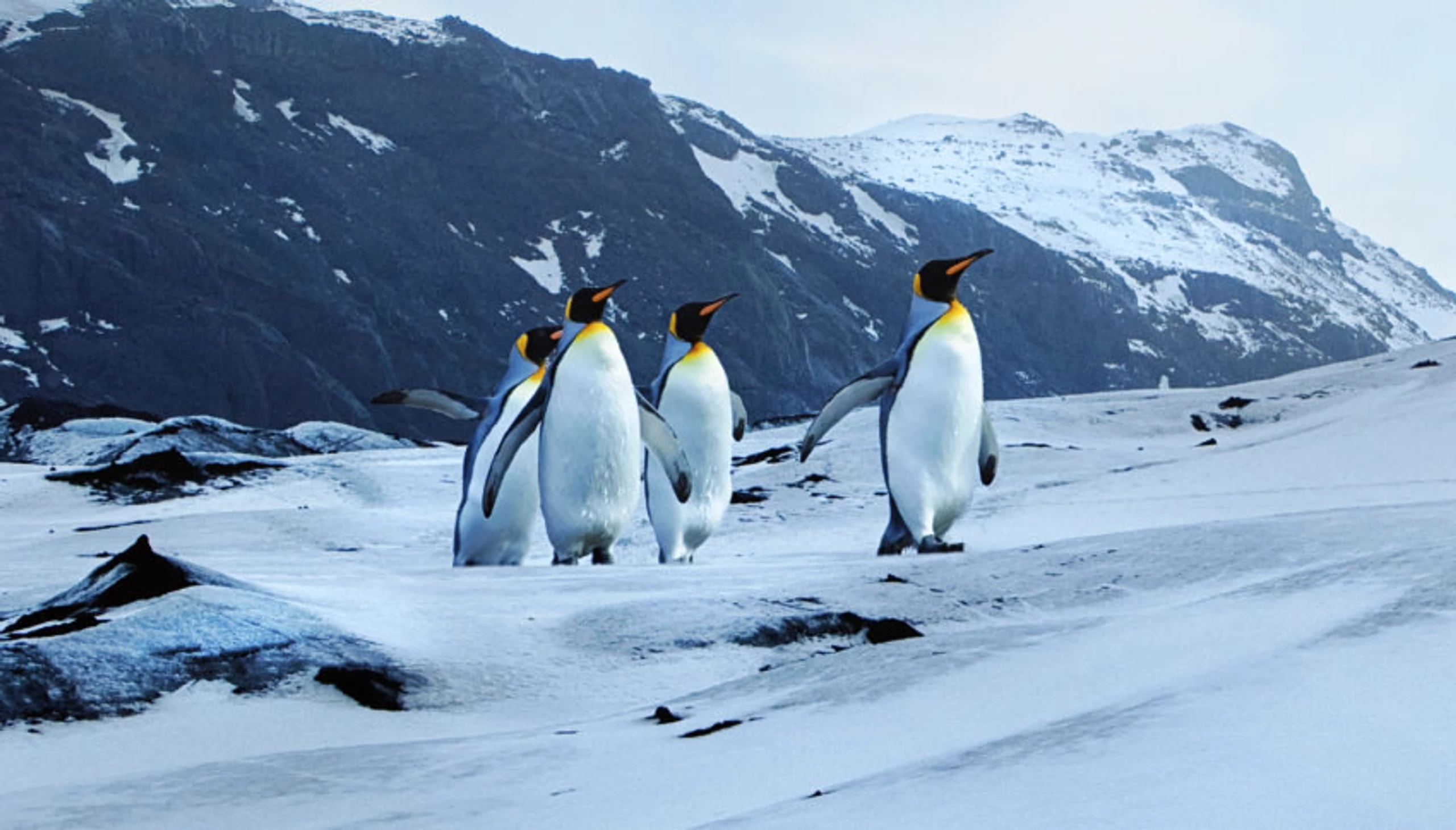 Pinguine