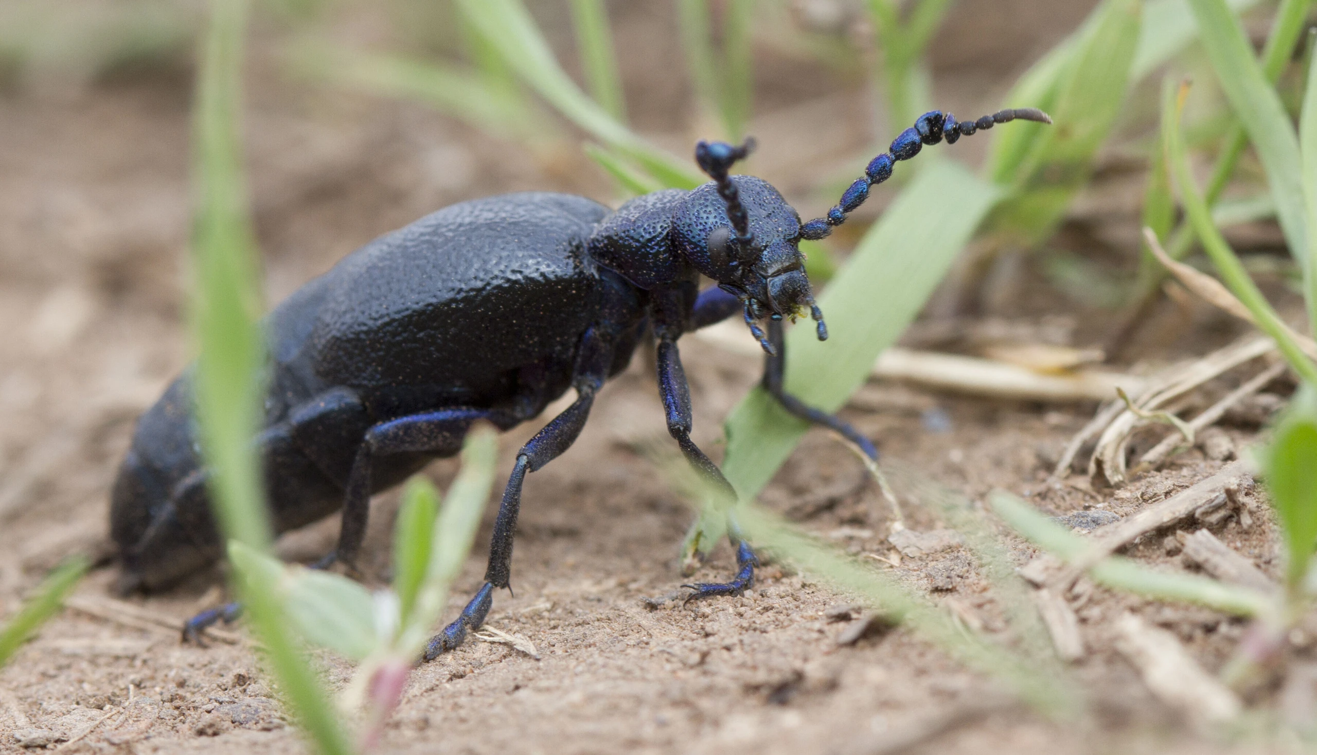 Ölkäfer (Meloe proscarabaeus)
