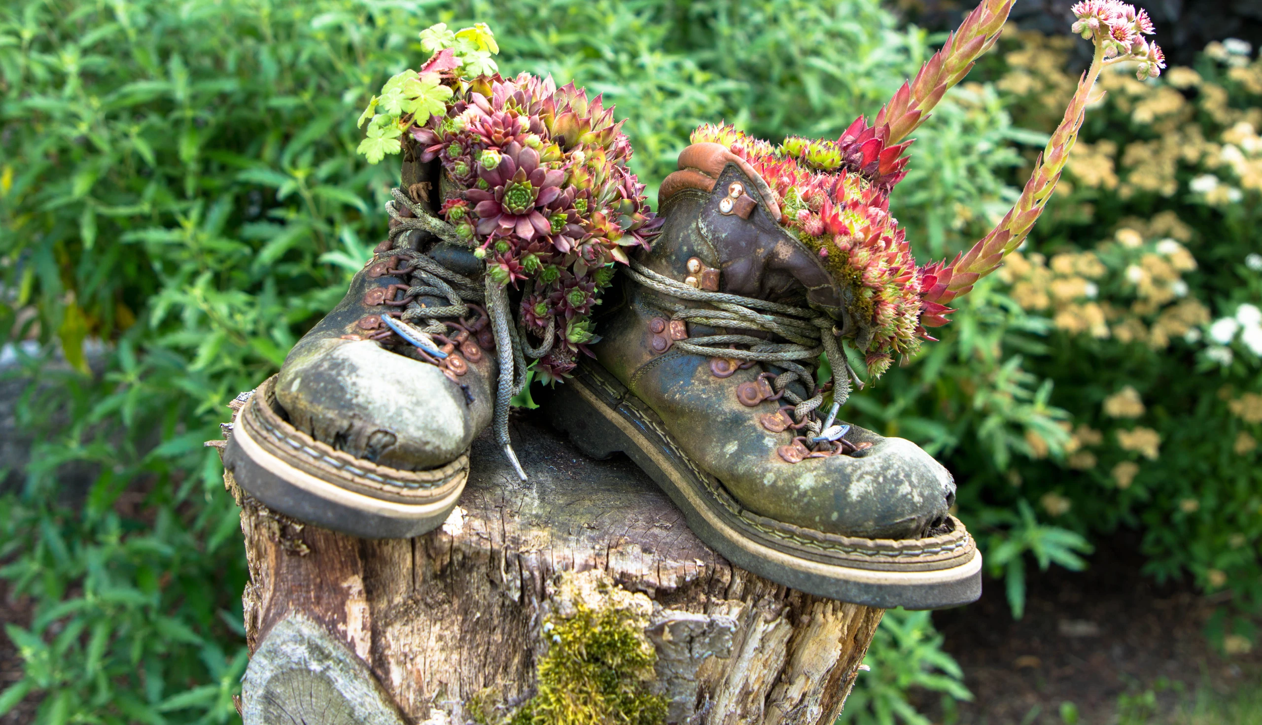 Upcycling: Alte Schuhe als Blumentopf