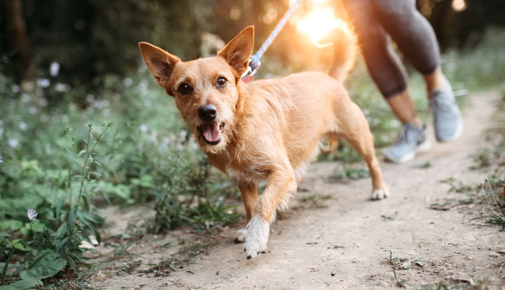 Was geht? Was nicht? - Hundehaltung: Was ist erlaubt und was nicht?