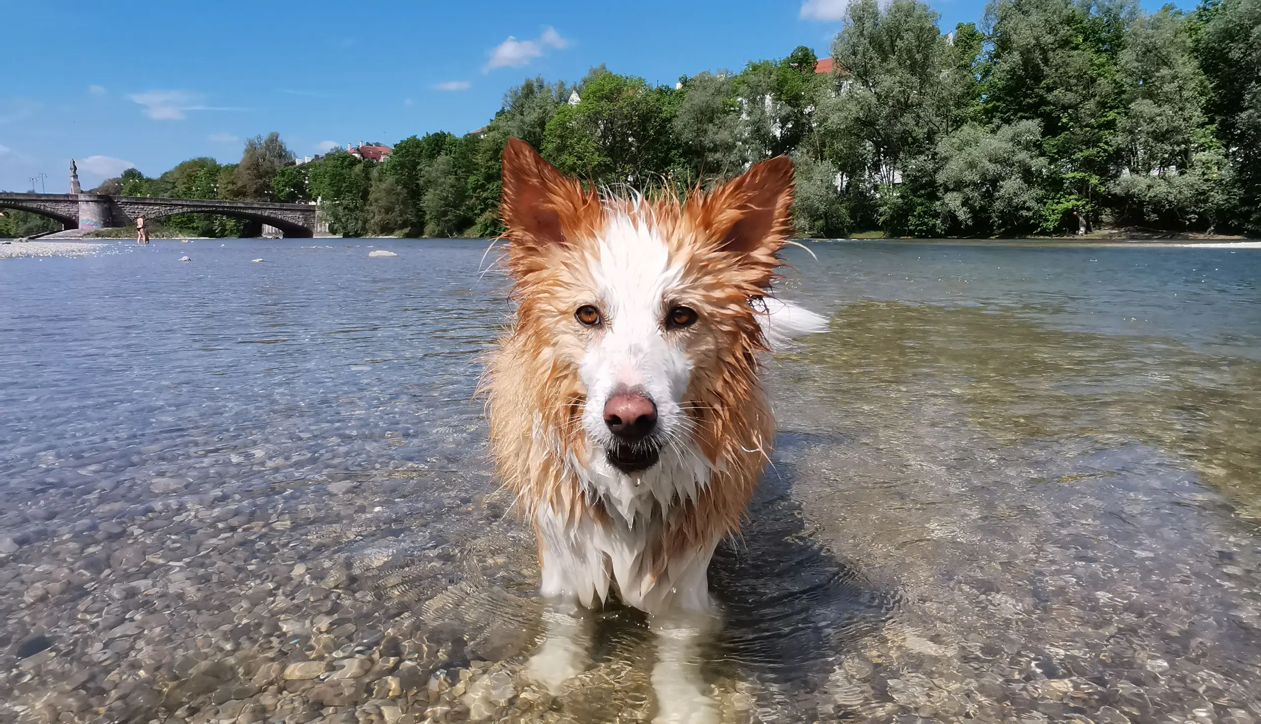 Baden mit Hund