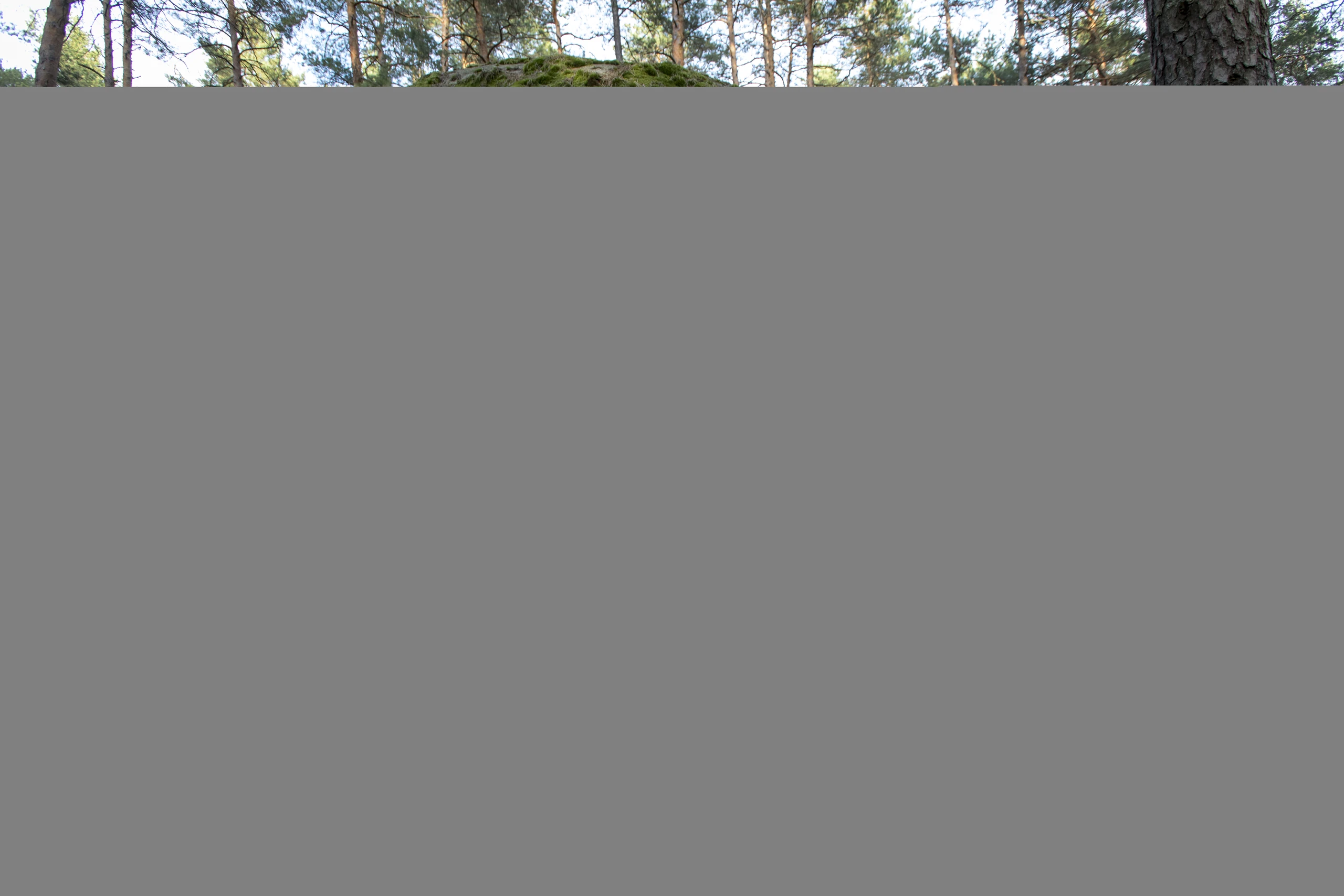 Blurred image background