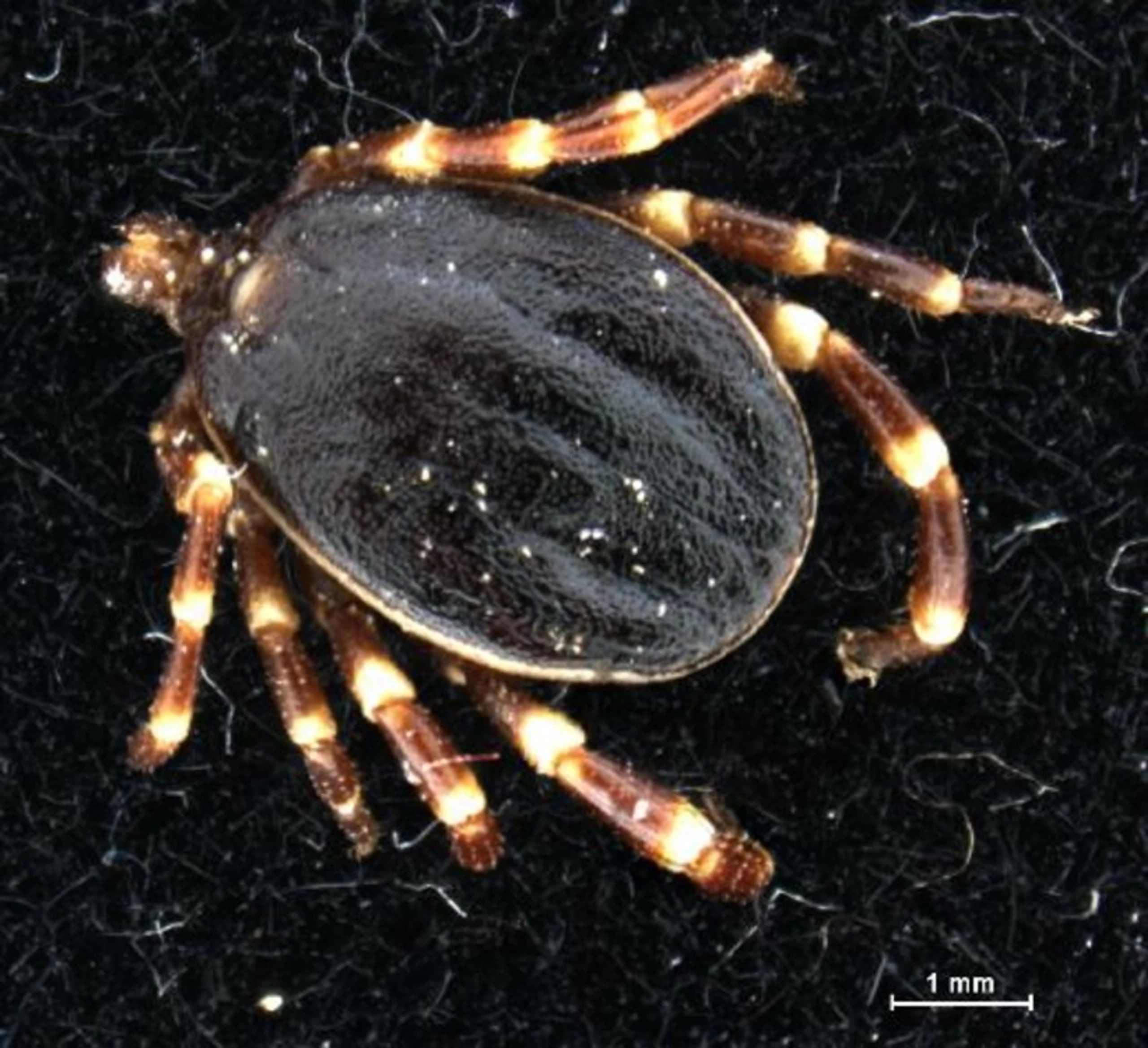 © Georg Duscher/Vetmed Uni Vienna Blurred image background