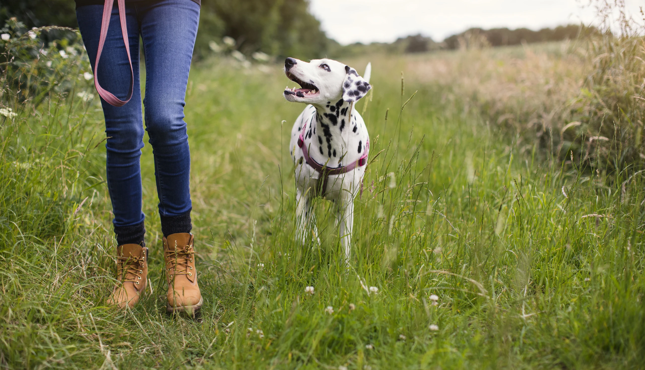 Ein Hund geht ohne Leine spazieren.