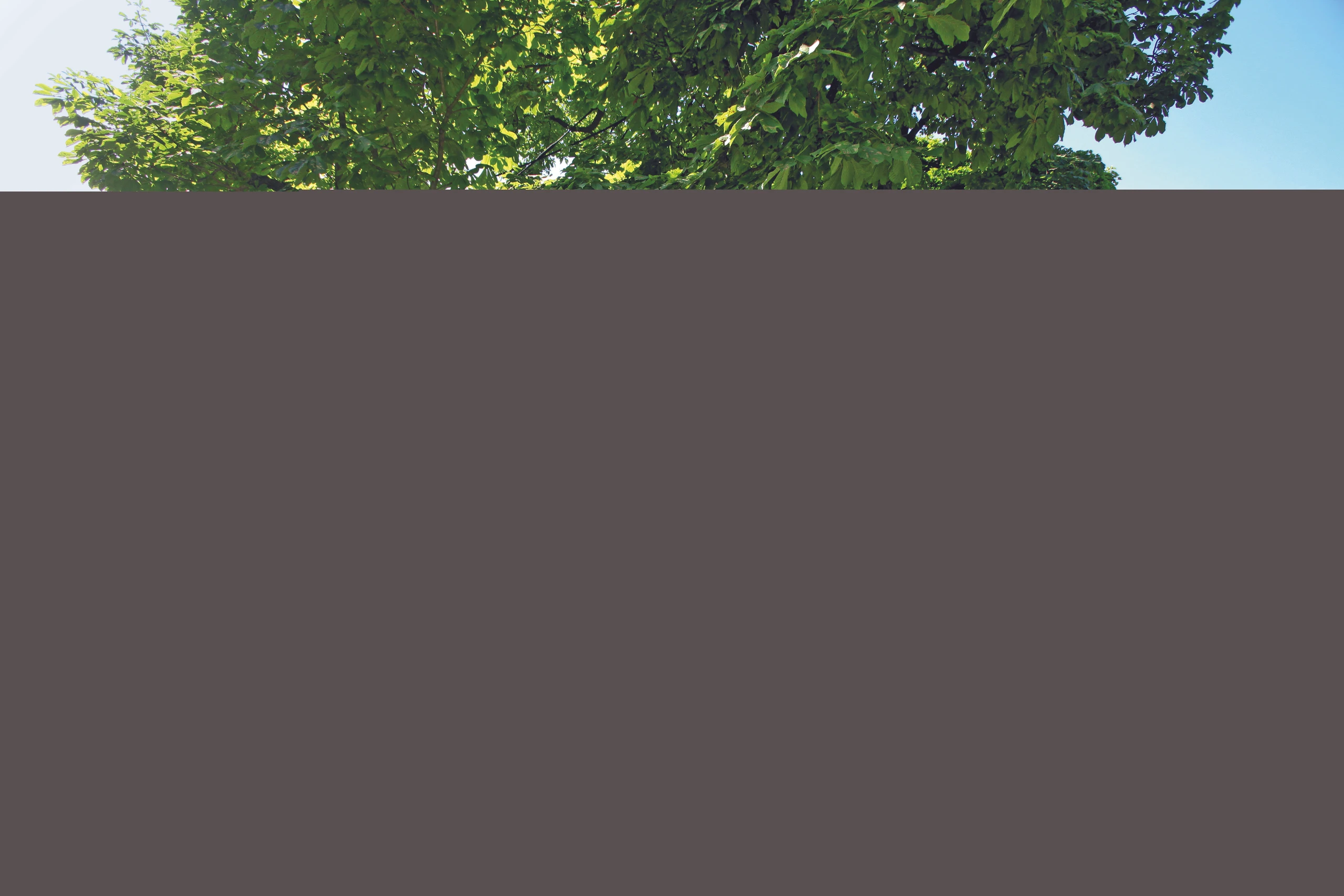 Blurred image background