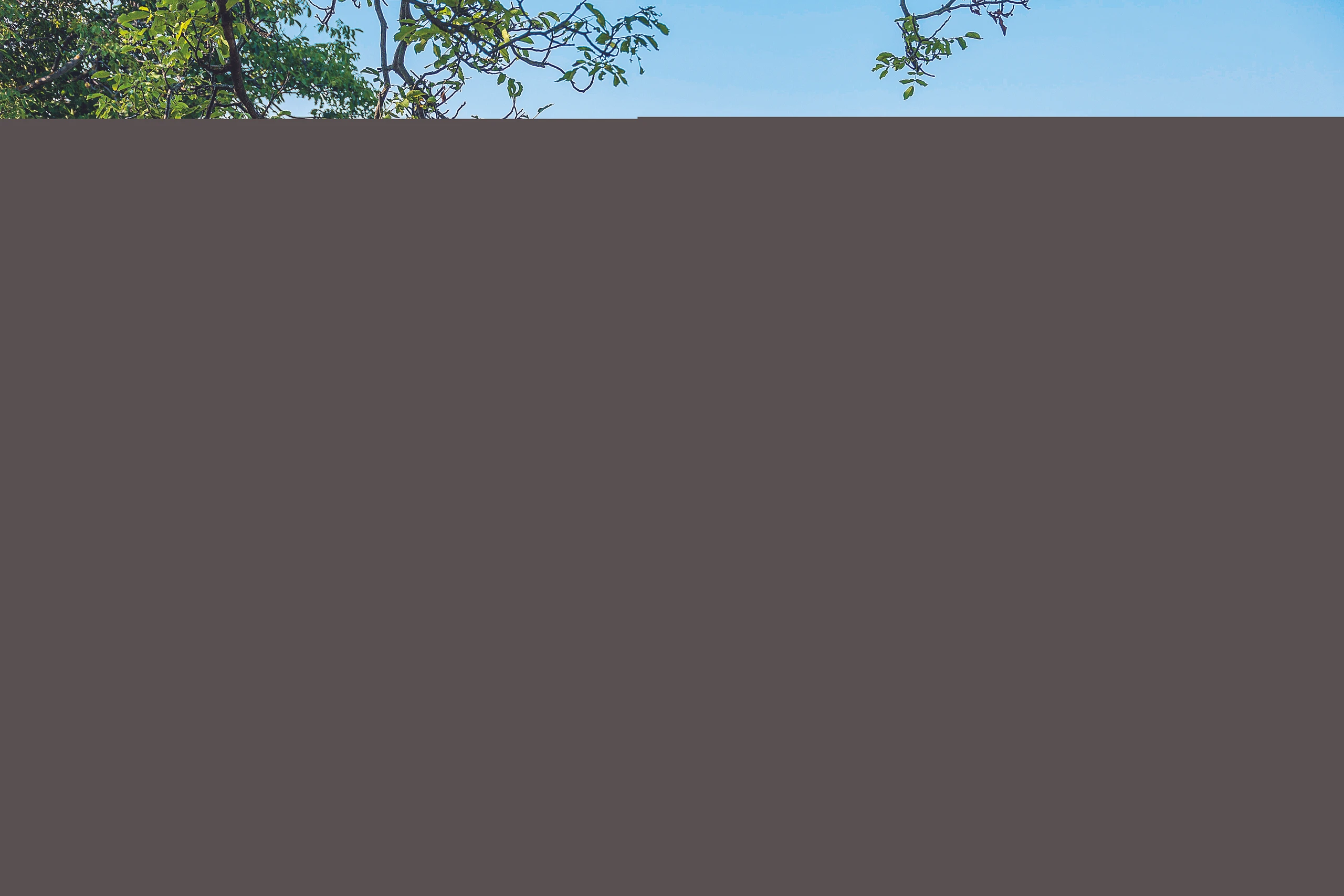 Blurred image background