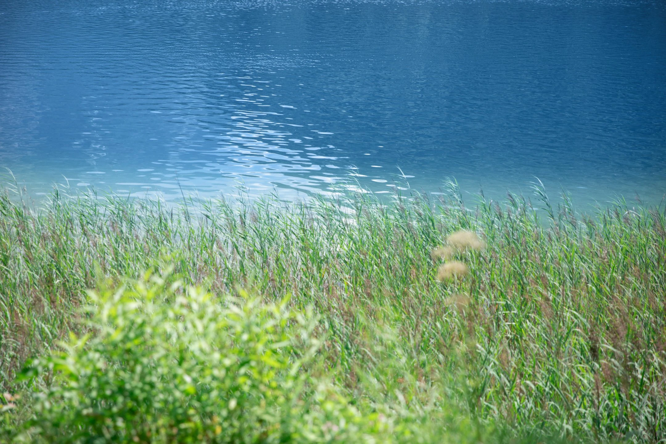Blurred image background