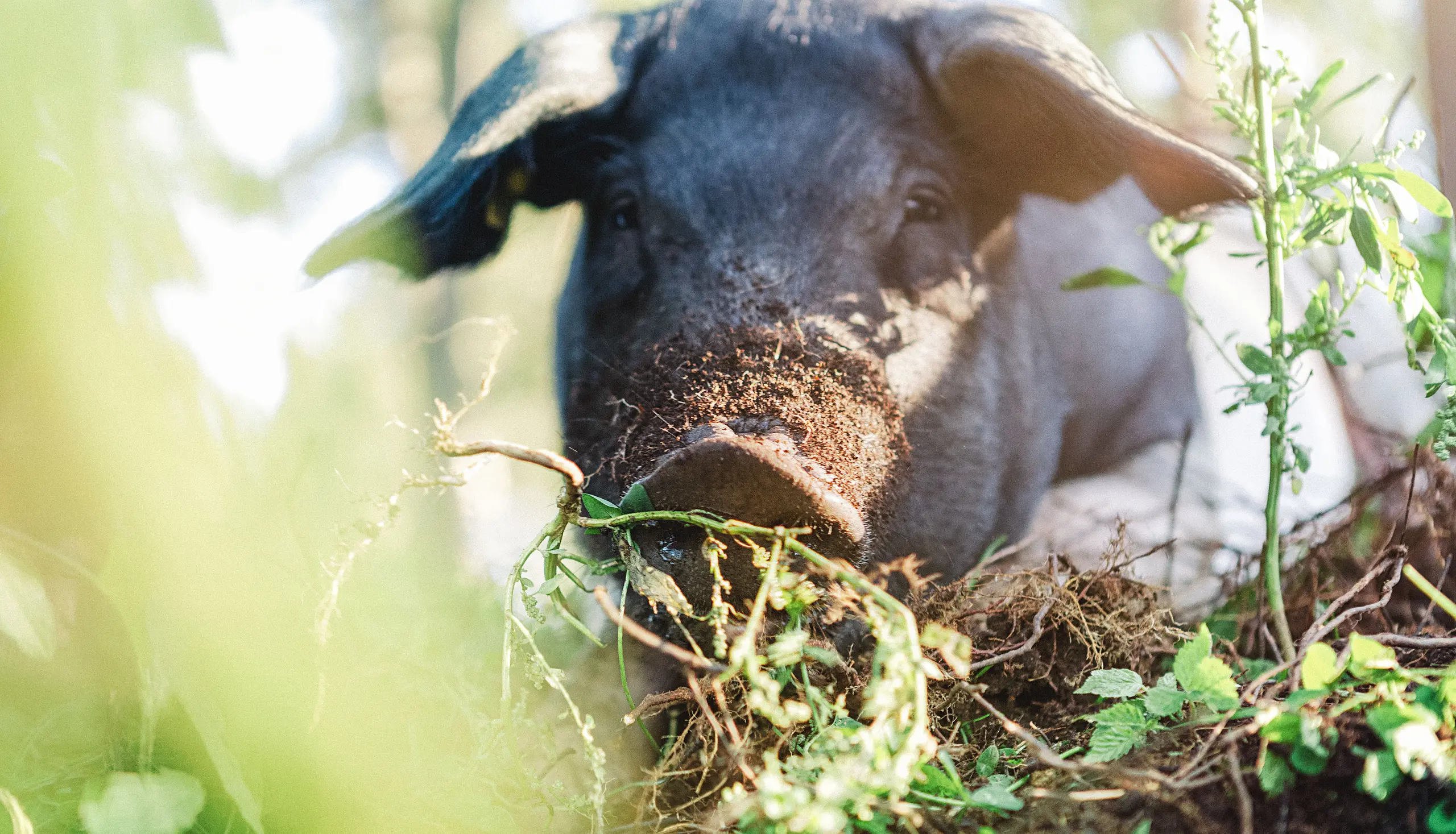Ein Schwein auf dem Schwarzbergerhof in Oberösterreich