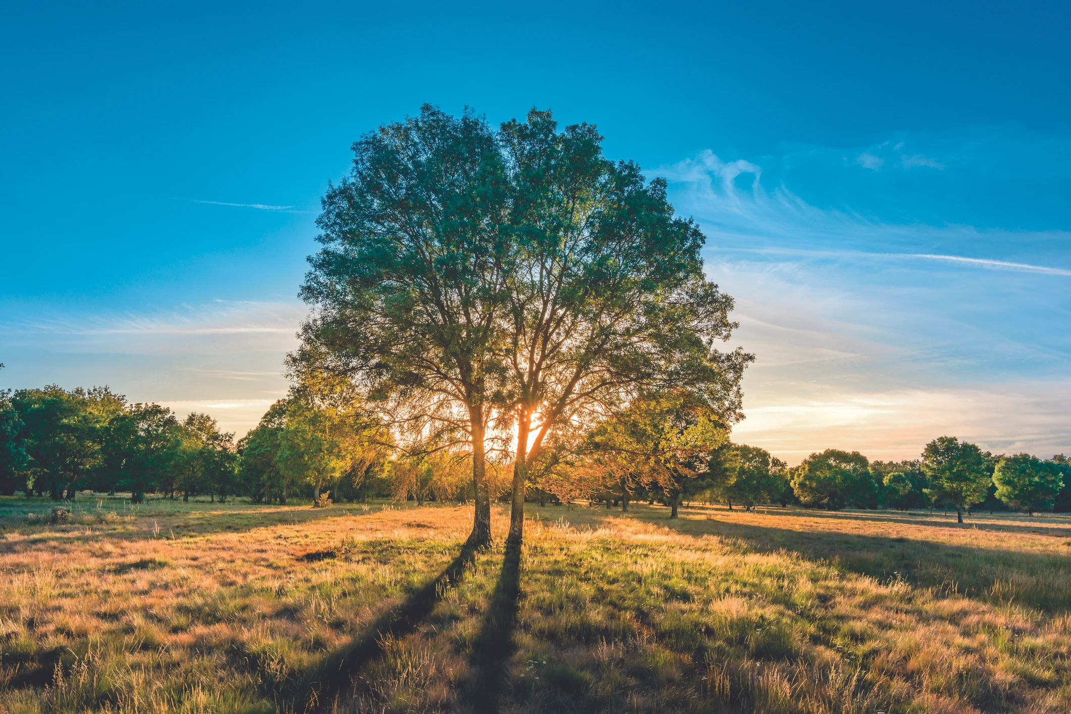 Blurred image background