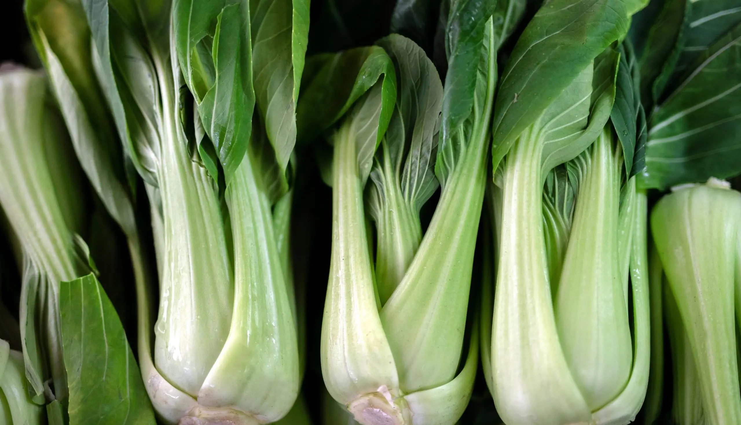 Frisches Pak Choi, chinesischer Senf