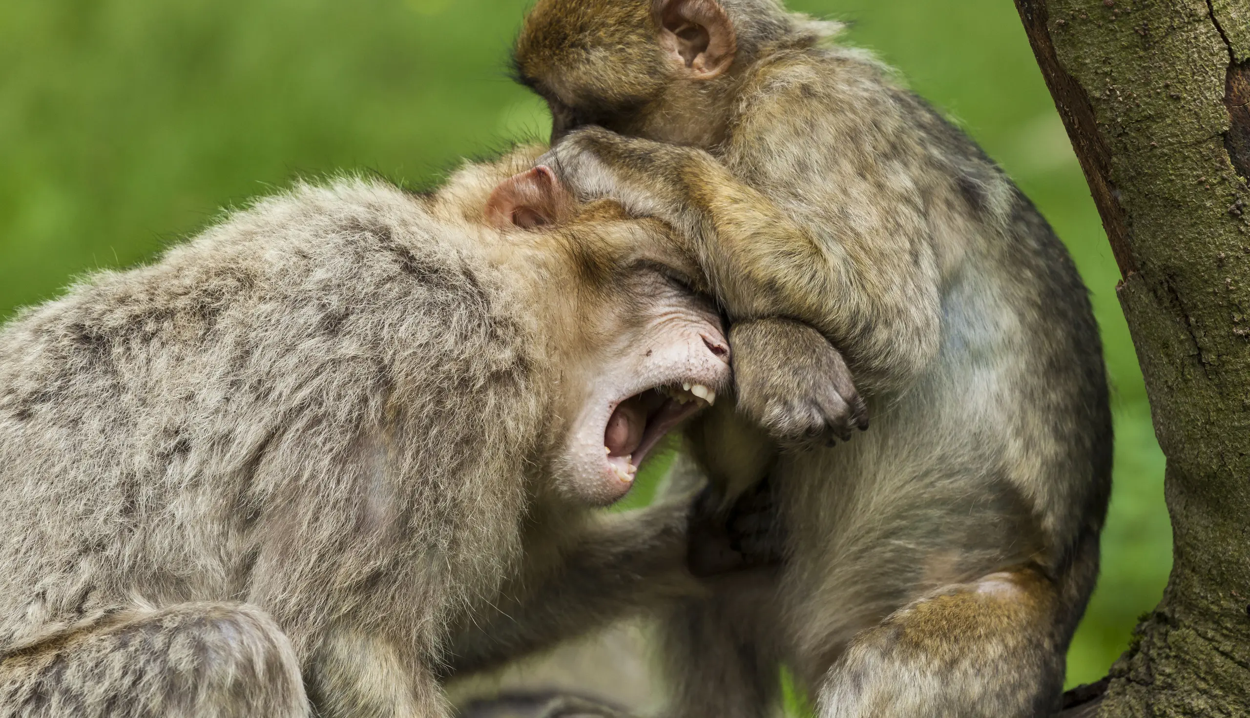 Affe