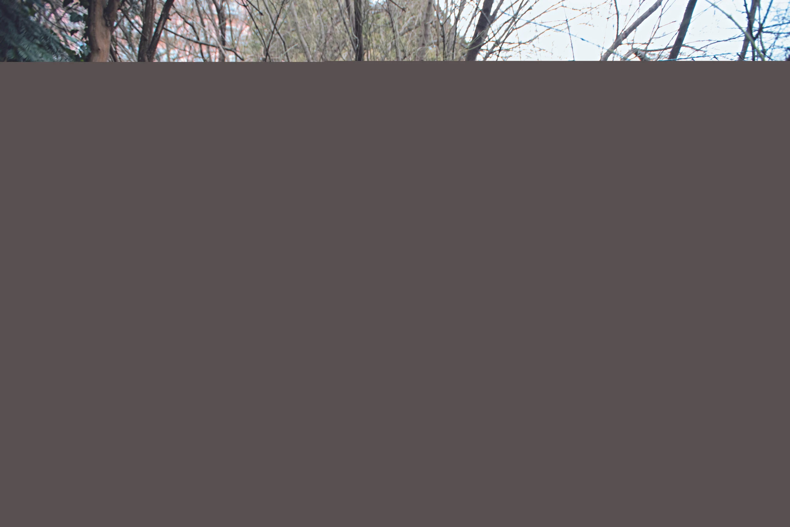 Blurred image background