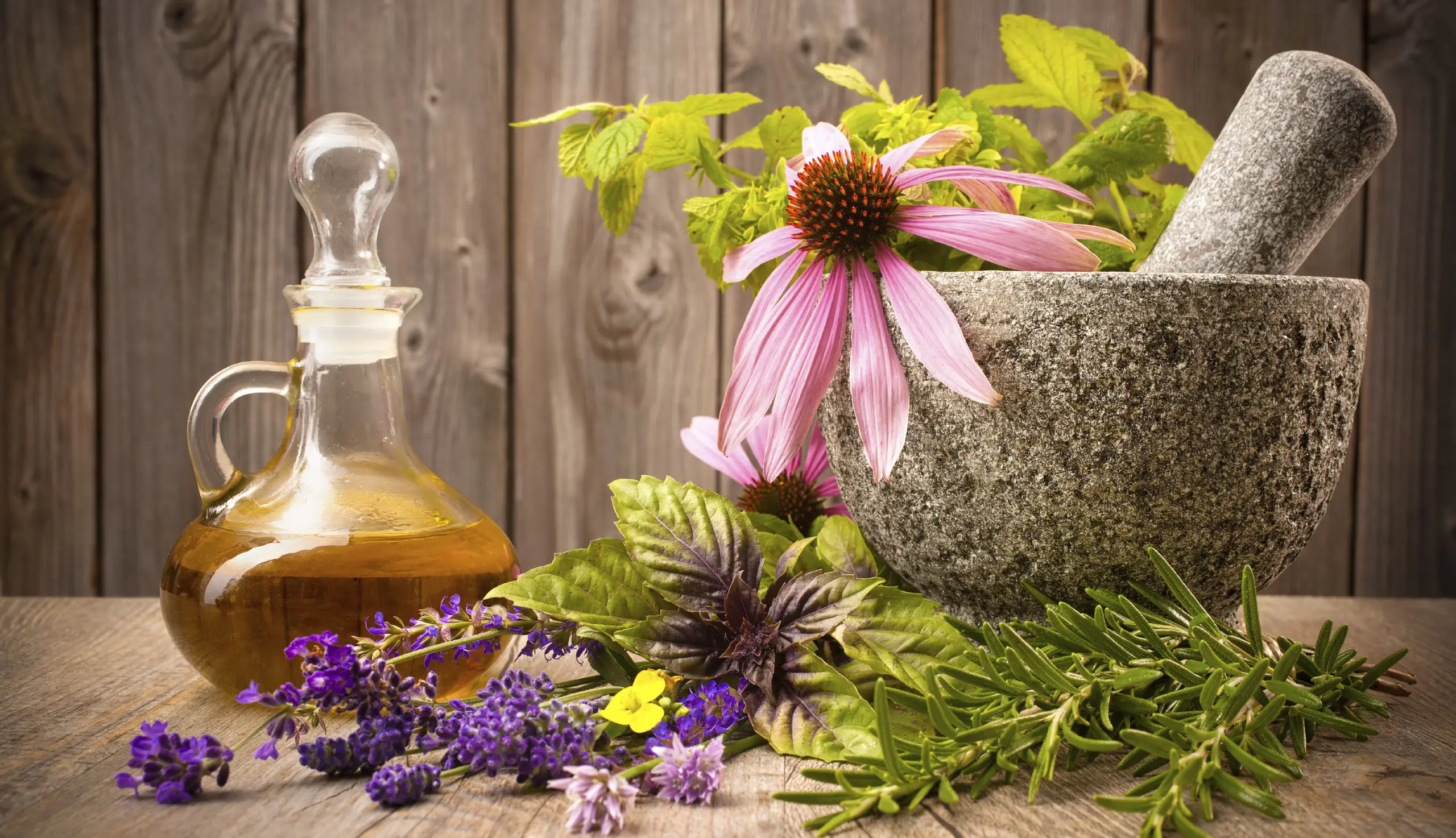 Echinacea
